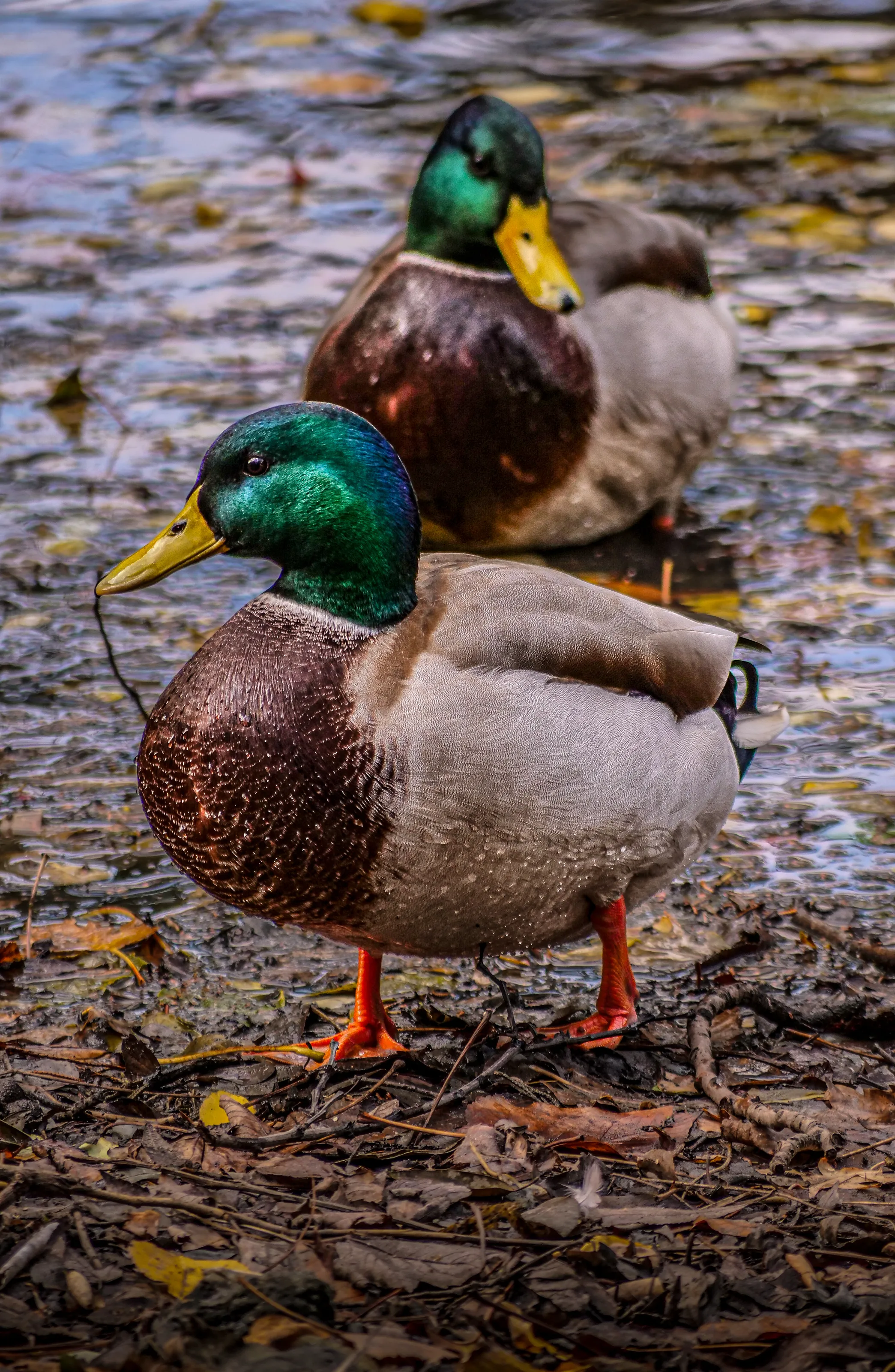 duck