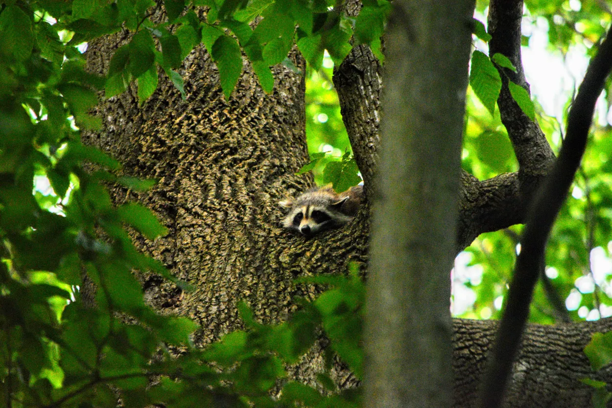 Entry 1428662