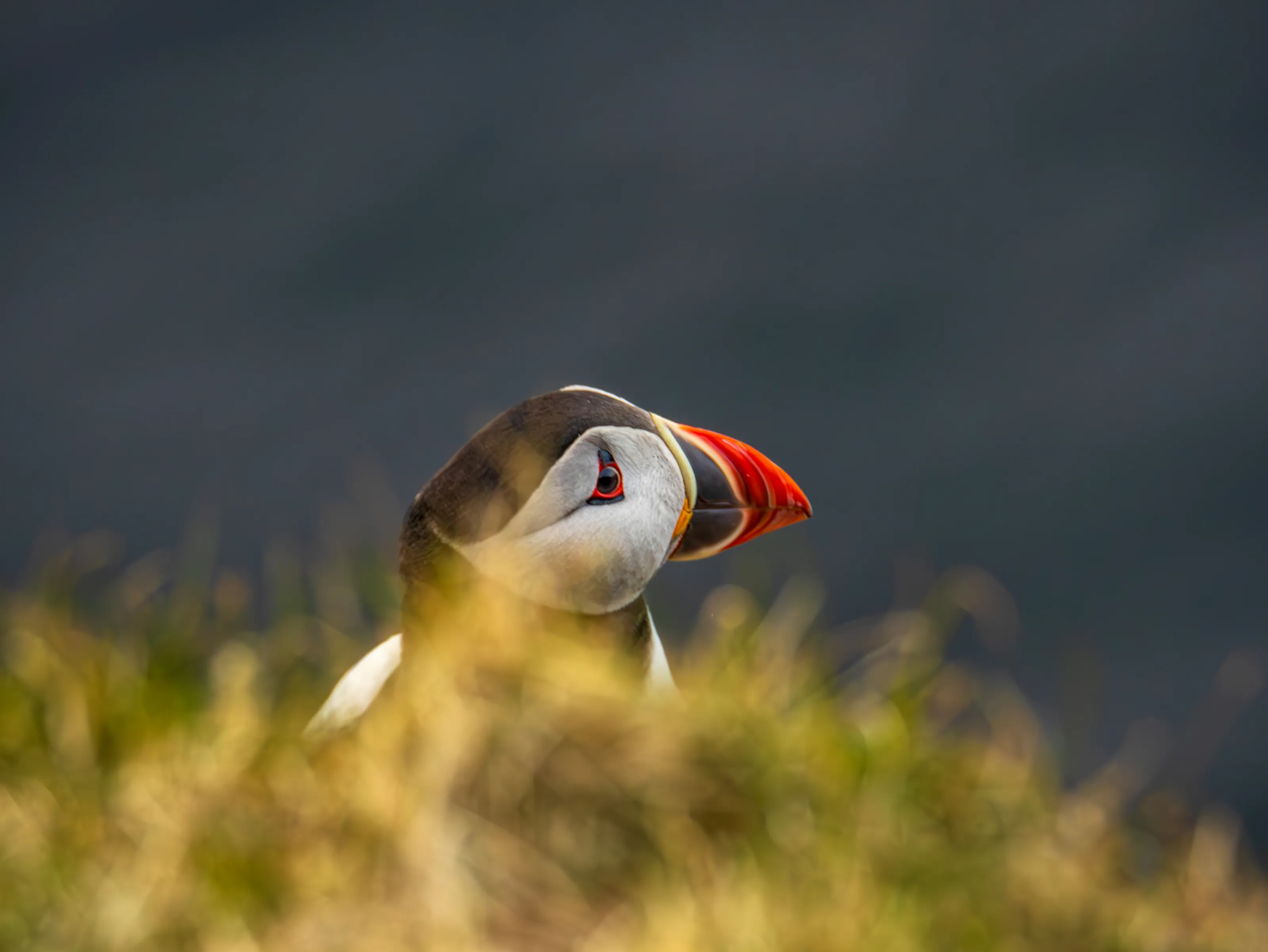 A Portrait of a Dunnet Head Puffin.