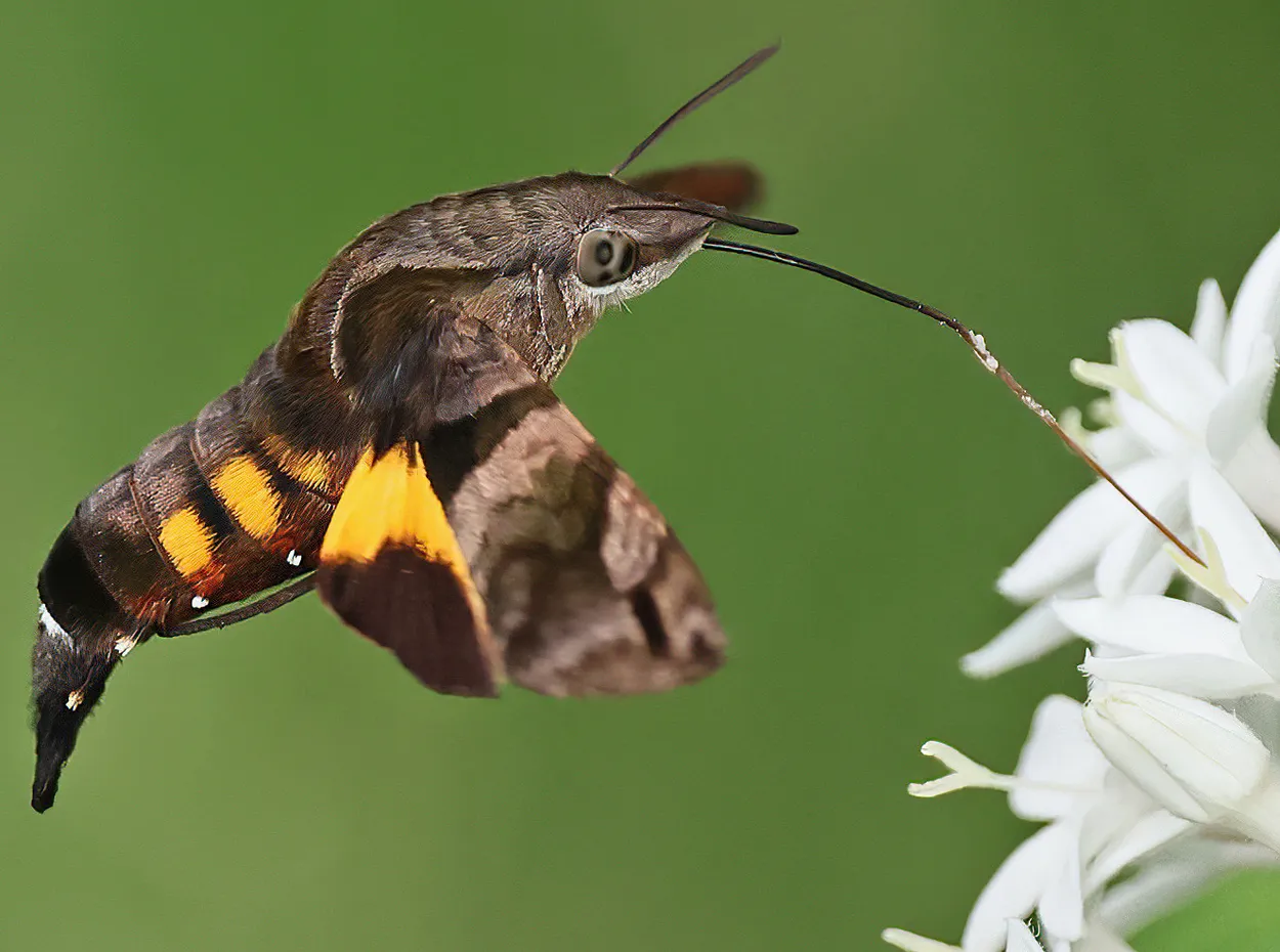 Entry 26549367