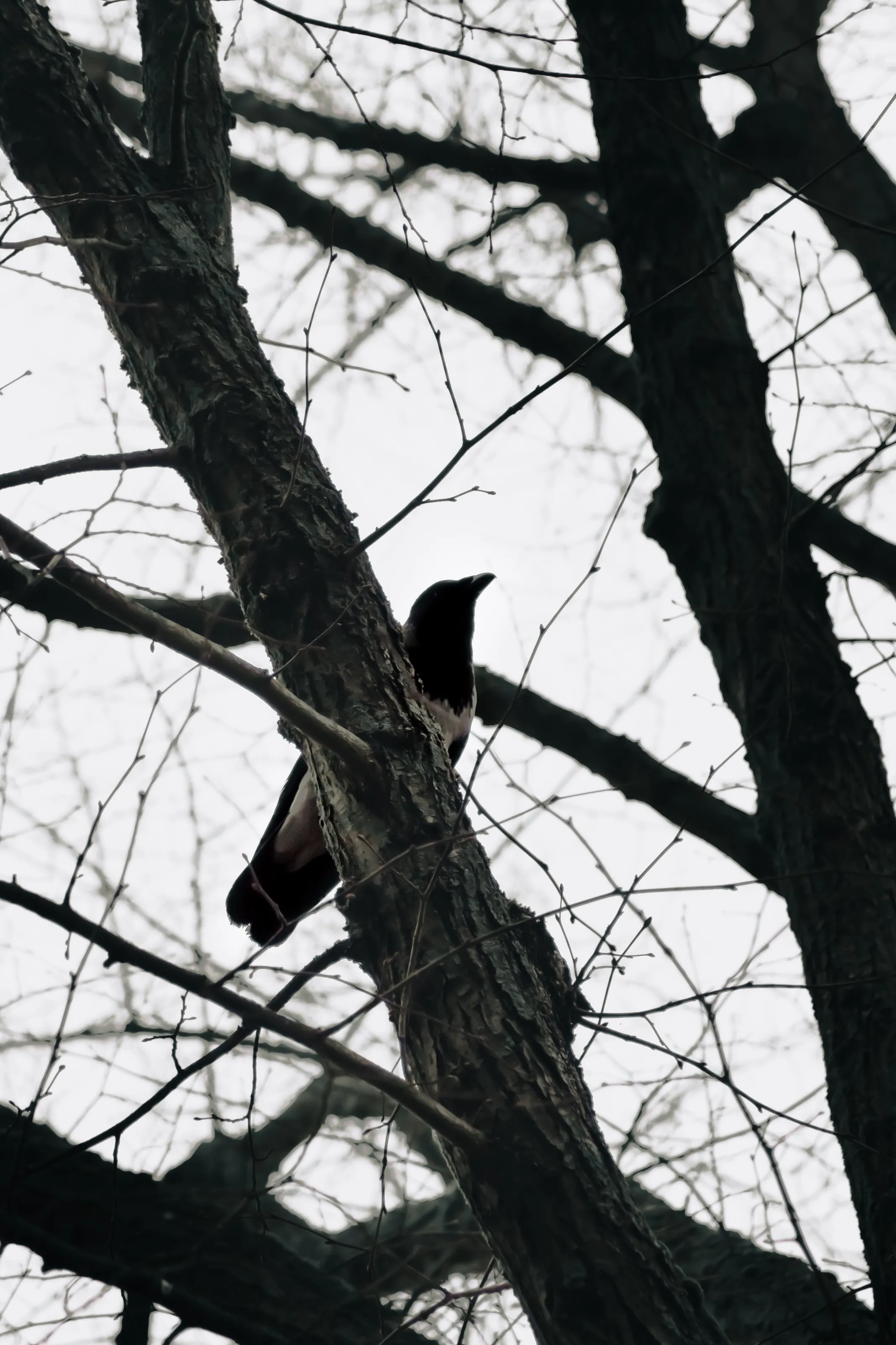 Crow on a tree