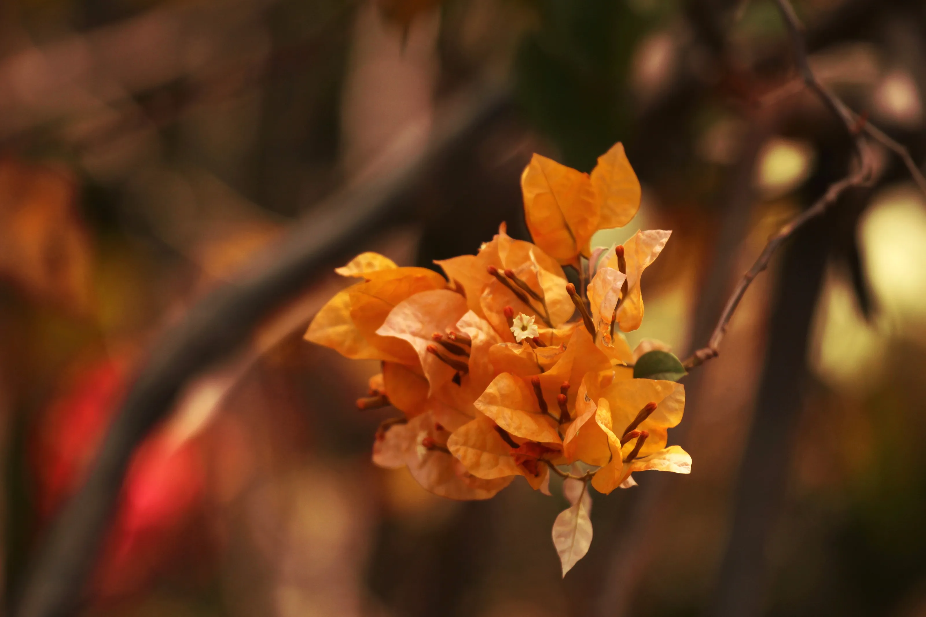 Blossoming