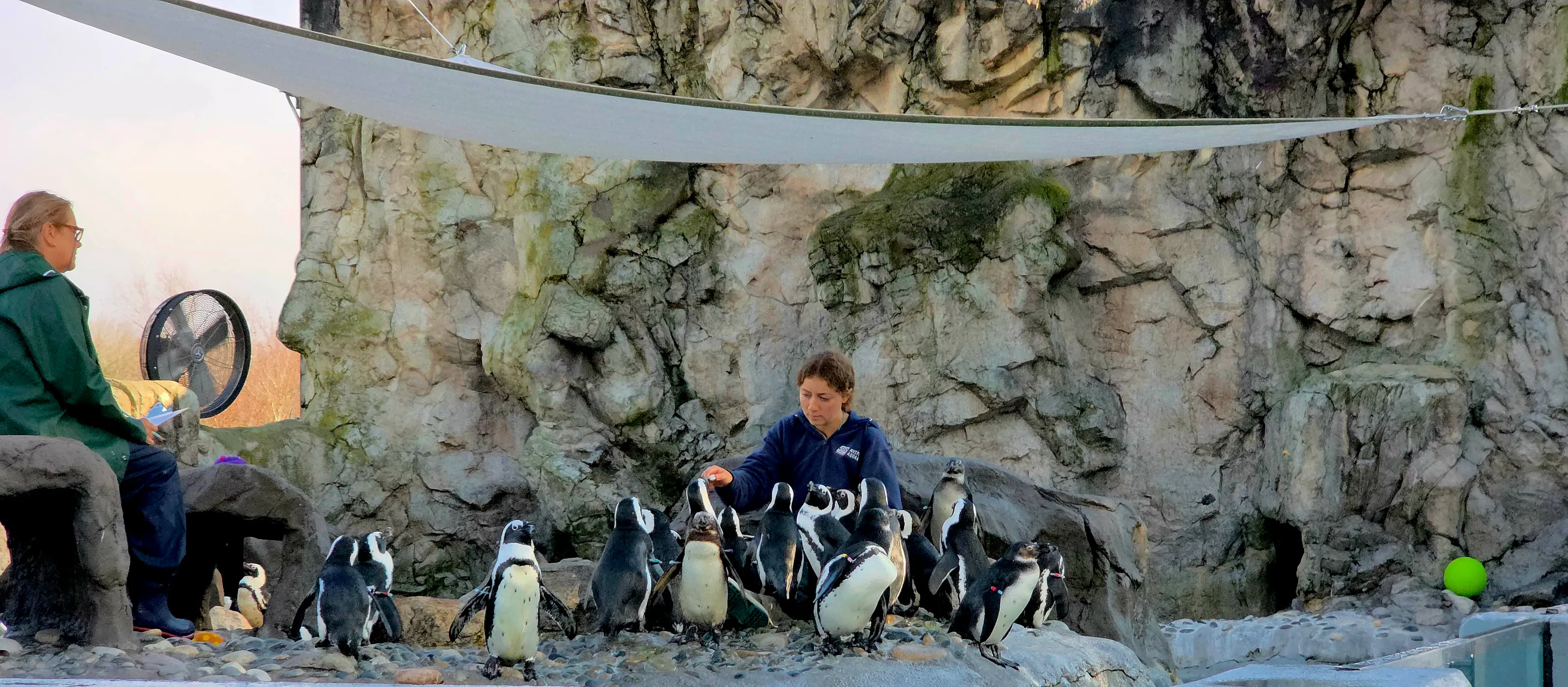 Penguins