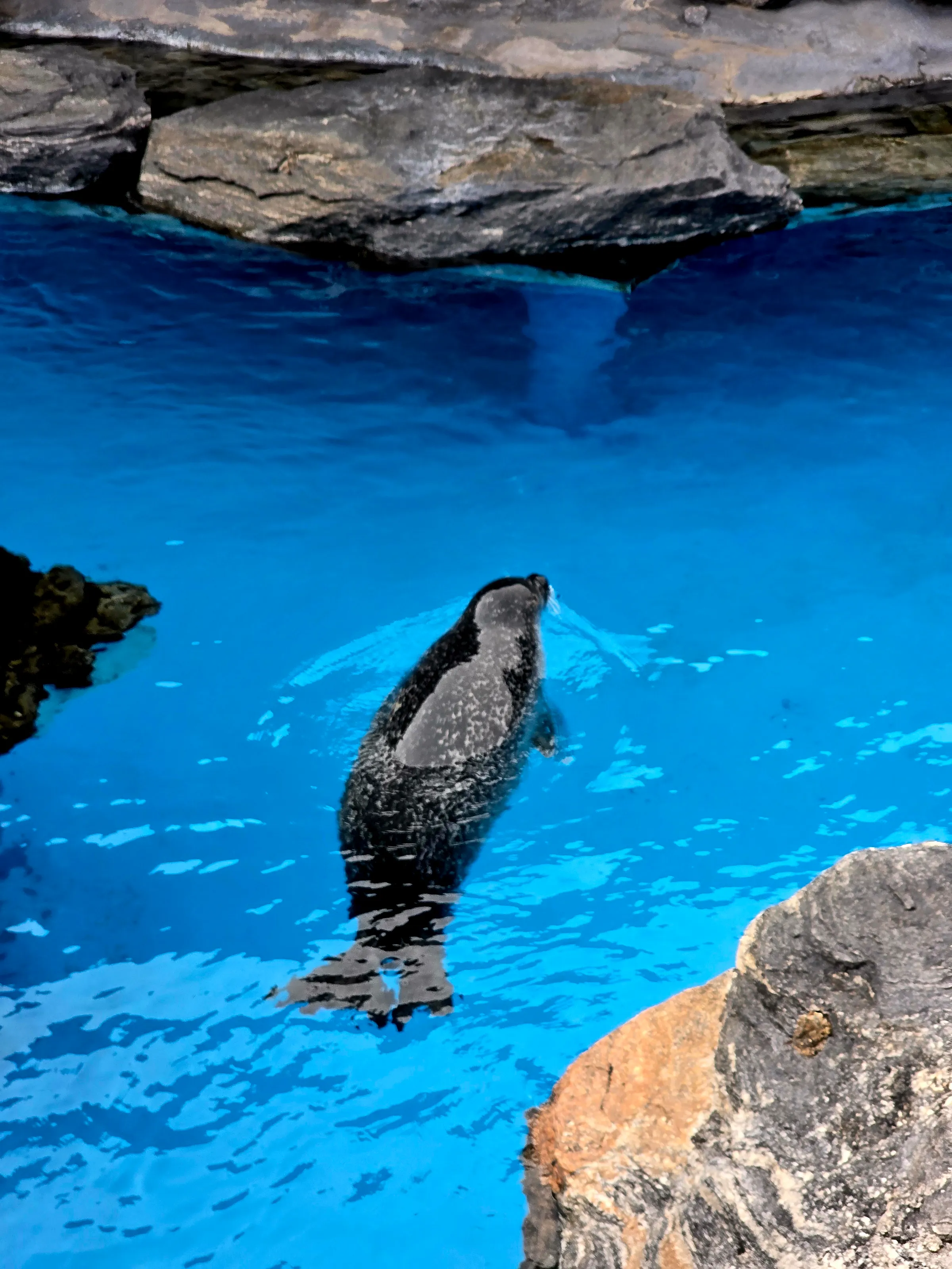 Seals
