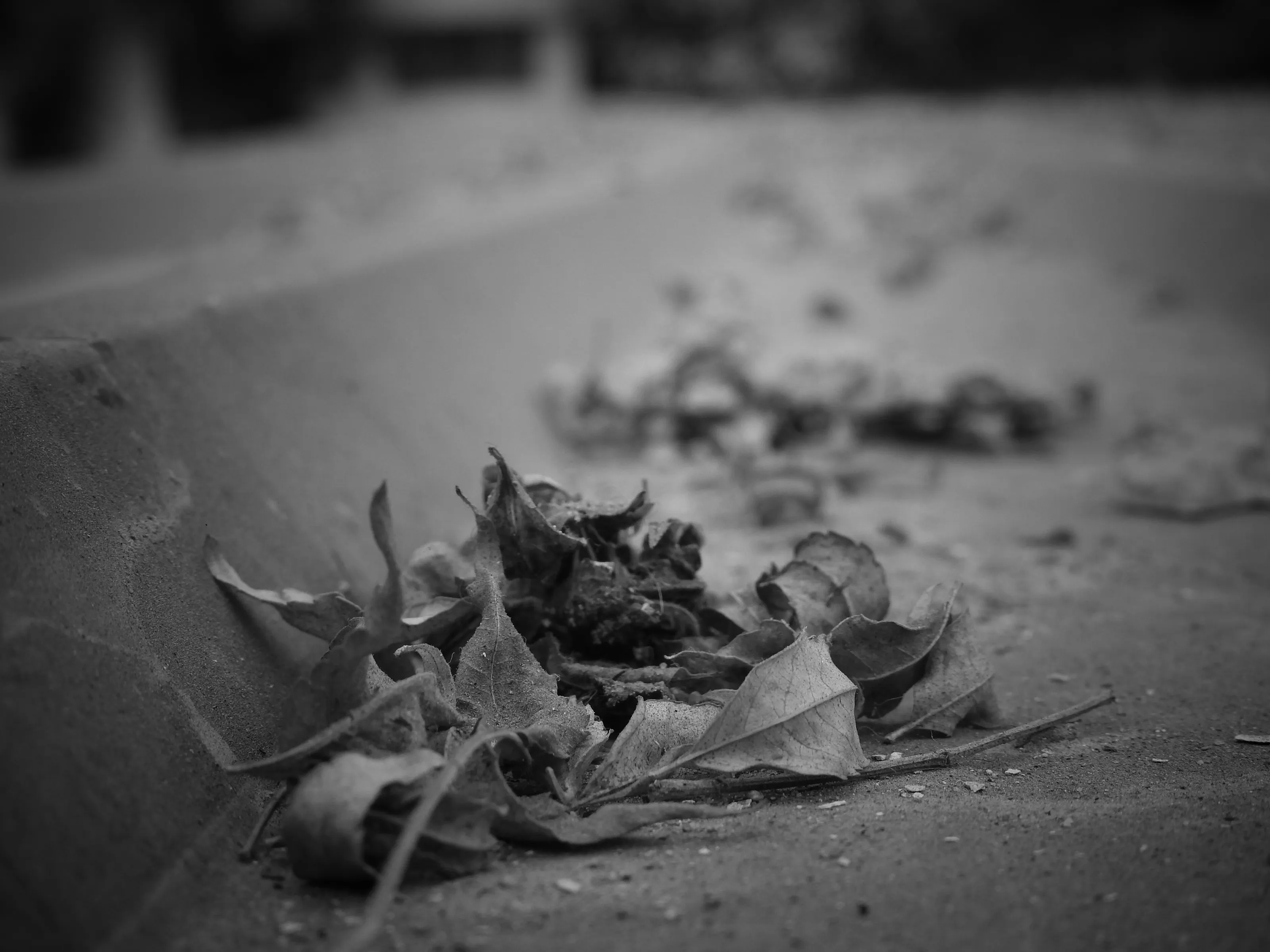 leaf