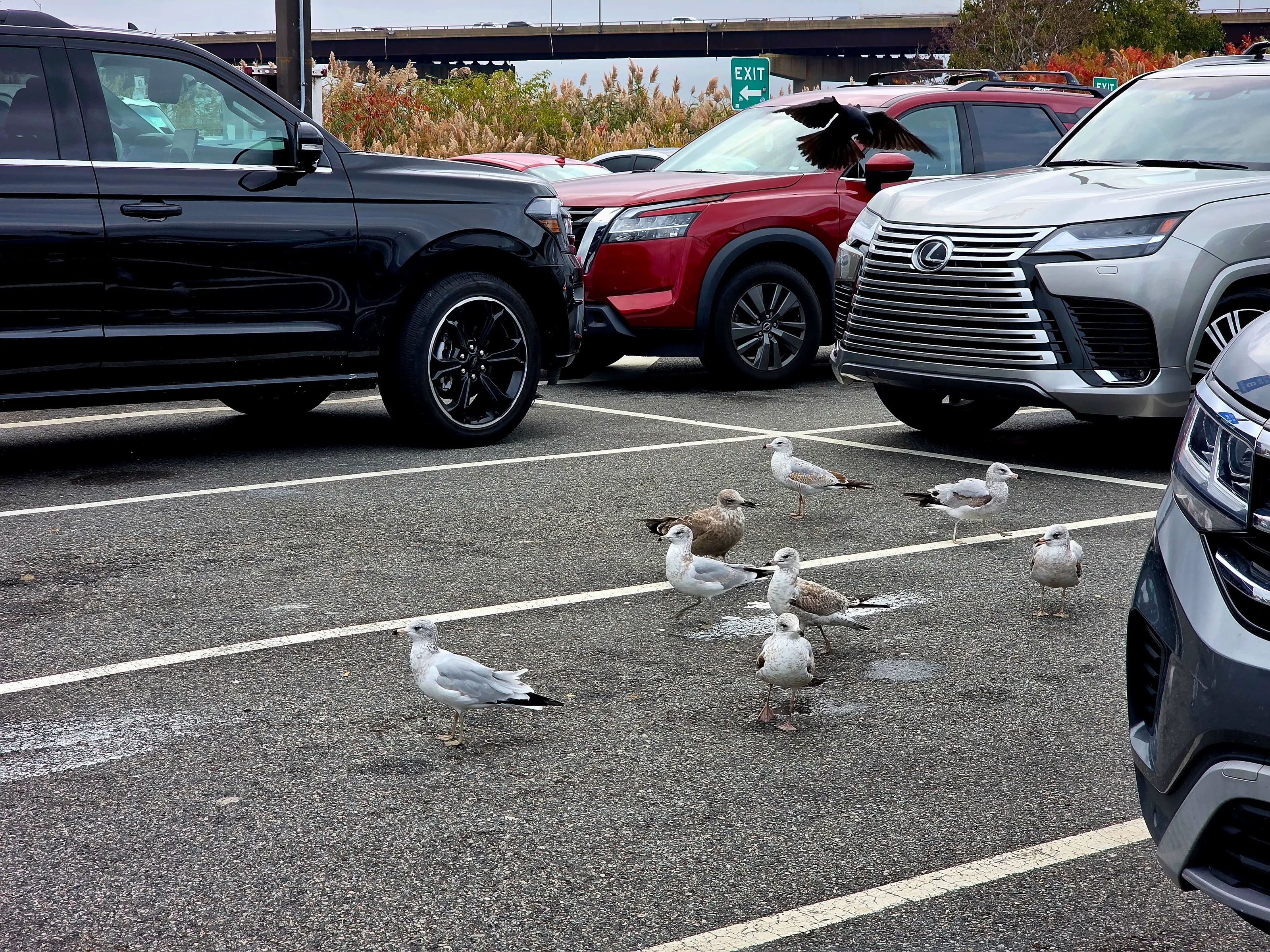 Seagulls