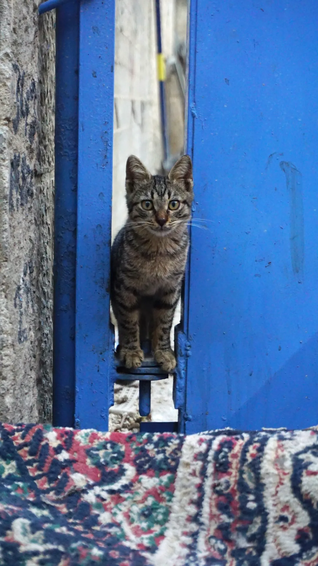 Curious Street Cat