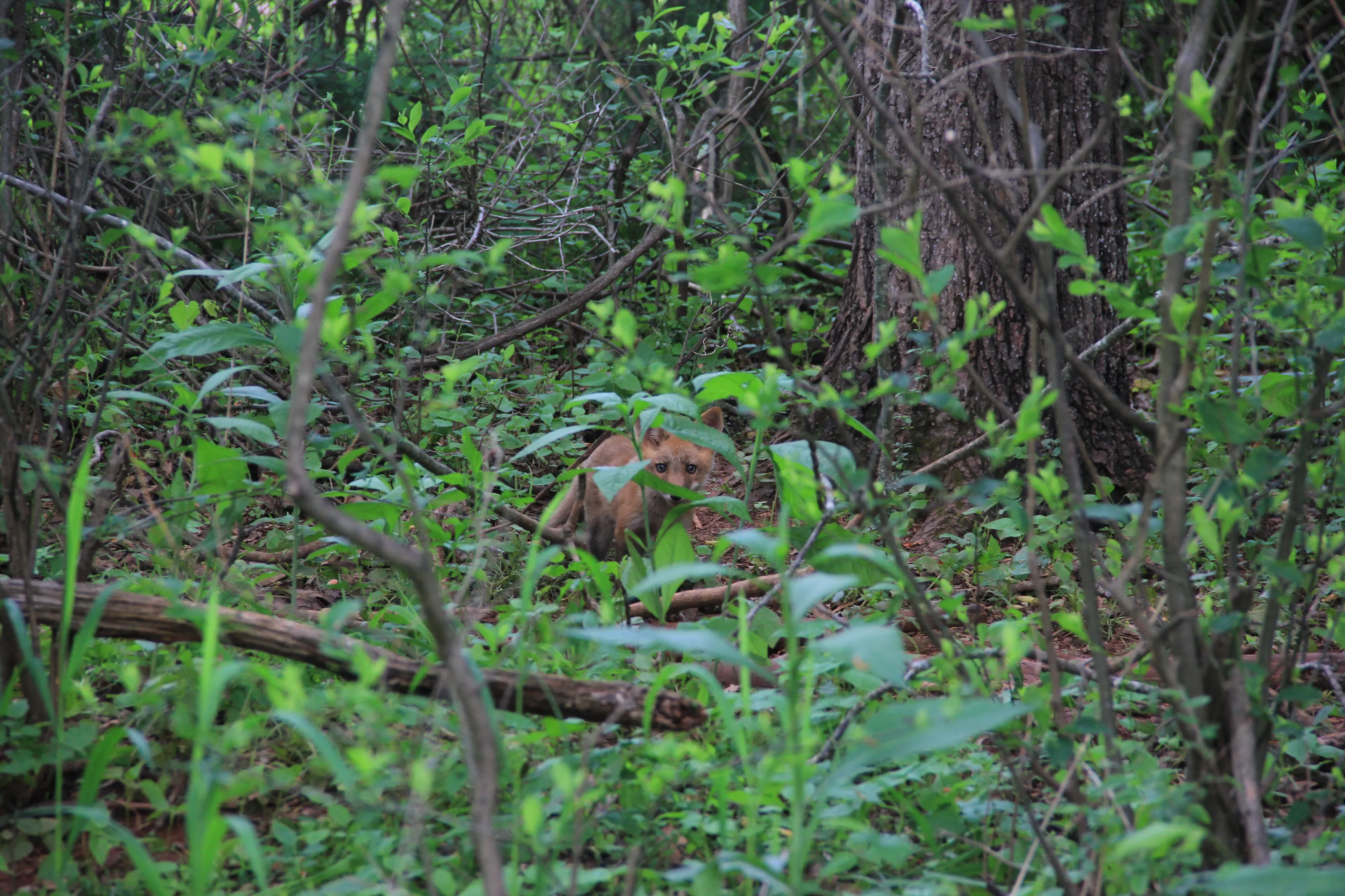 Fox in the forest