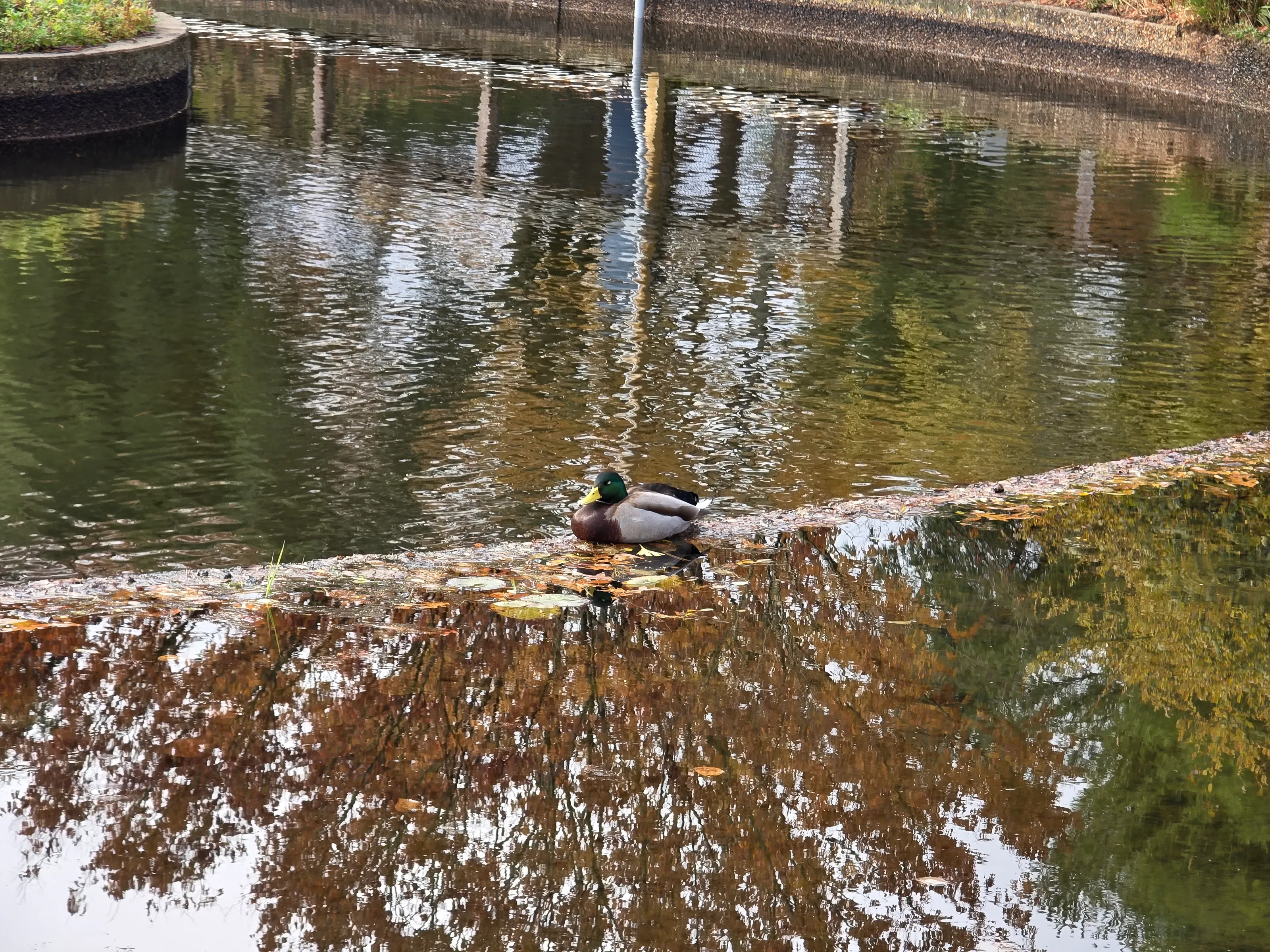 Ducks