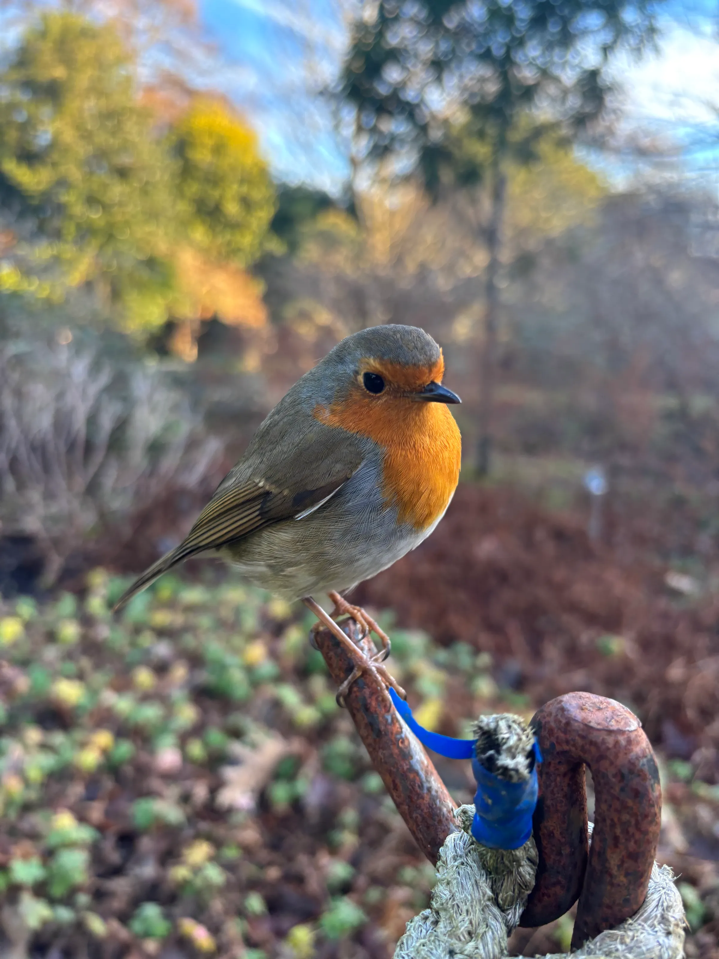 Robin