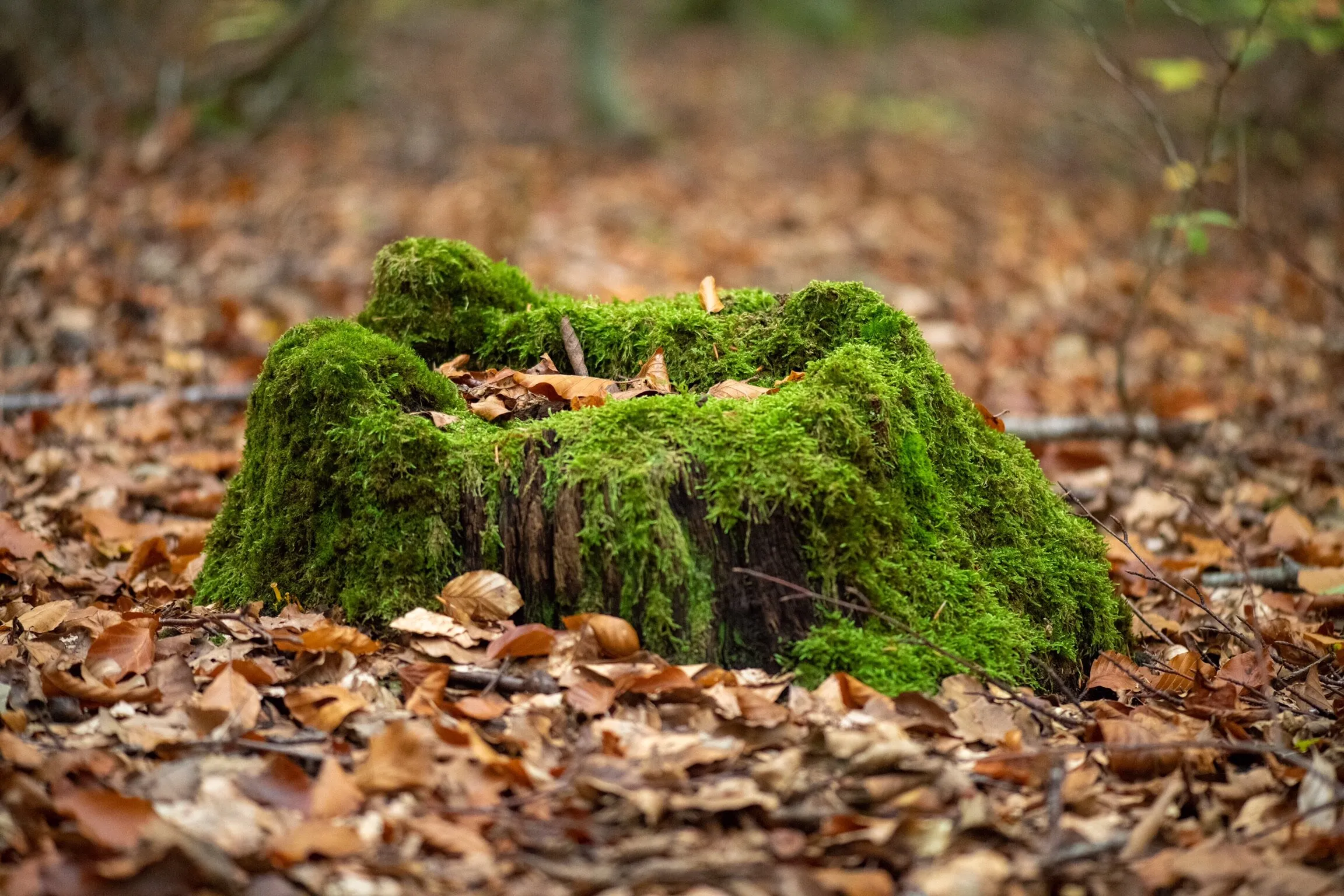 Old Tree Stumps