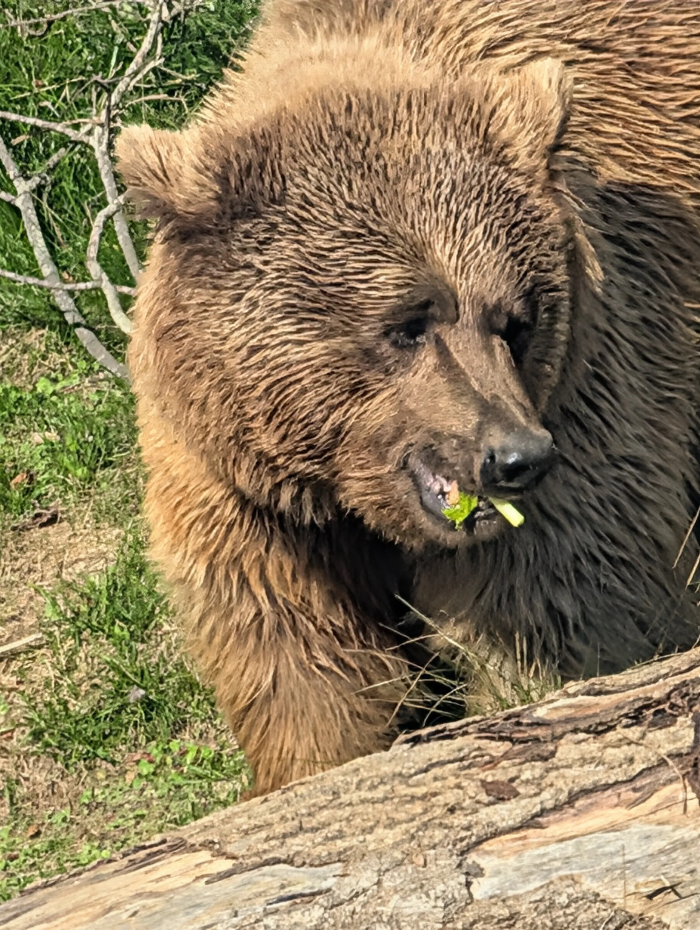 Beautiful brown bear