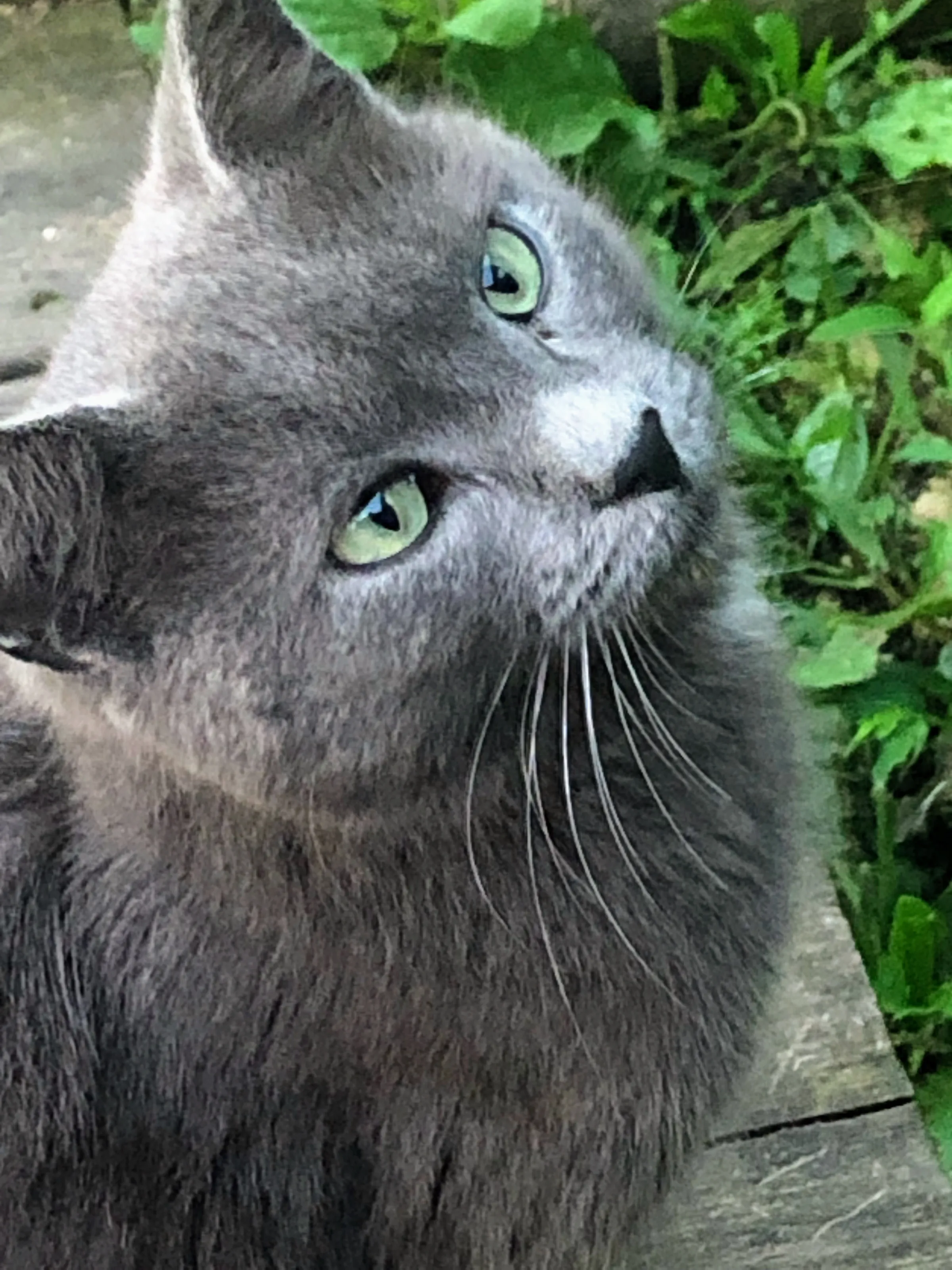 The grey stray