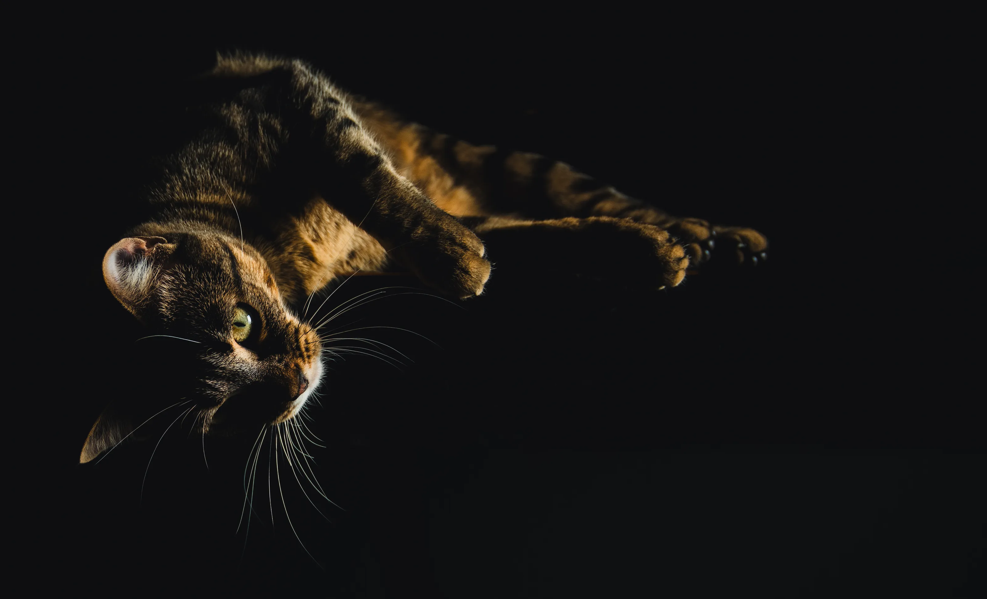 Tabby Relax