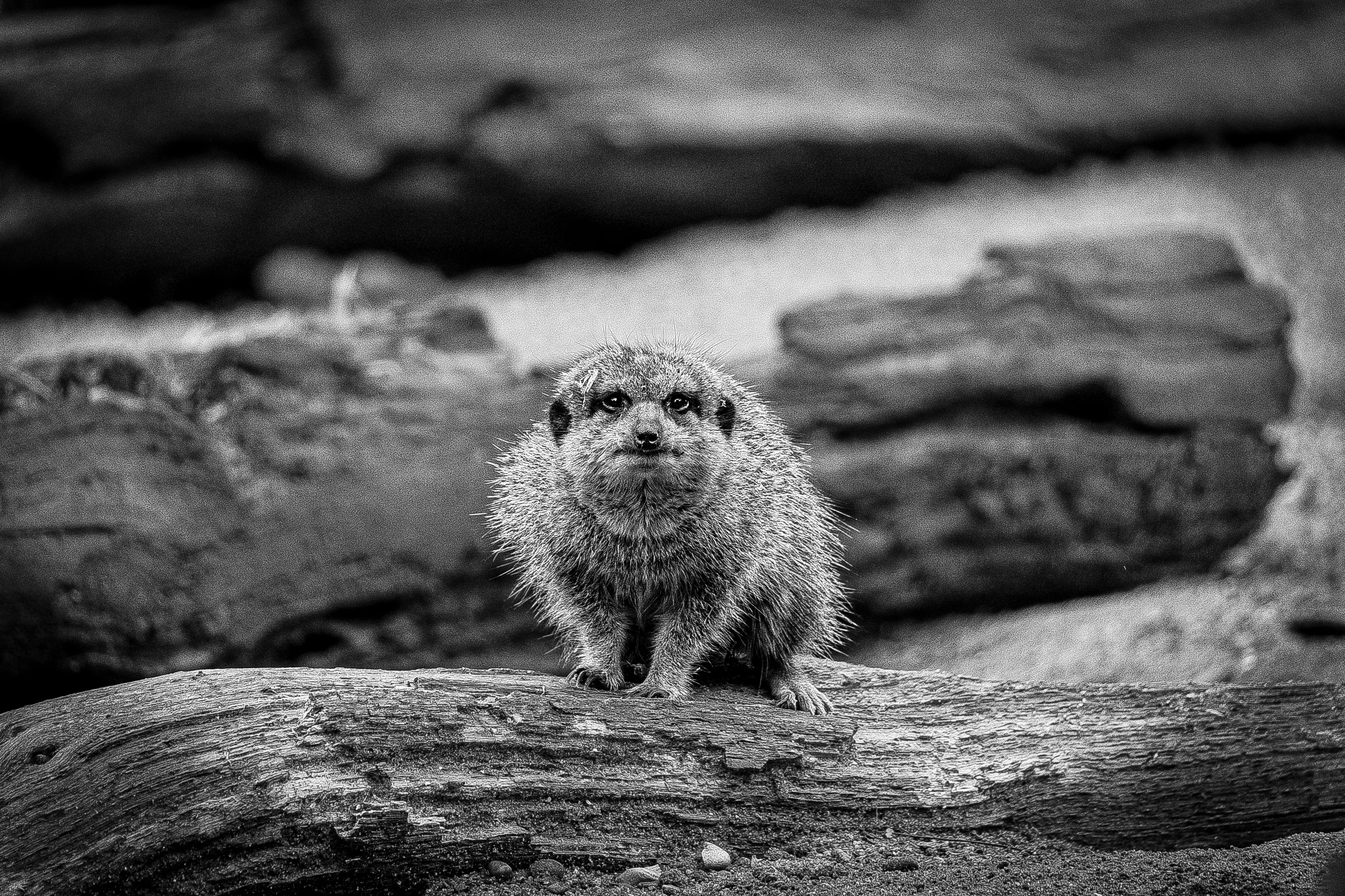 Staring Contest With A Meerkat