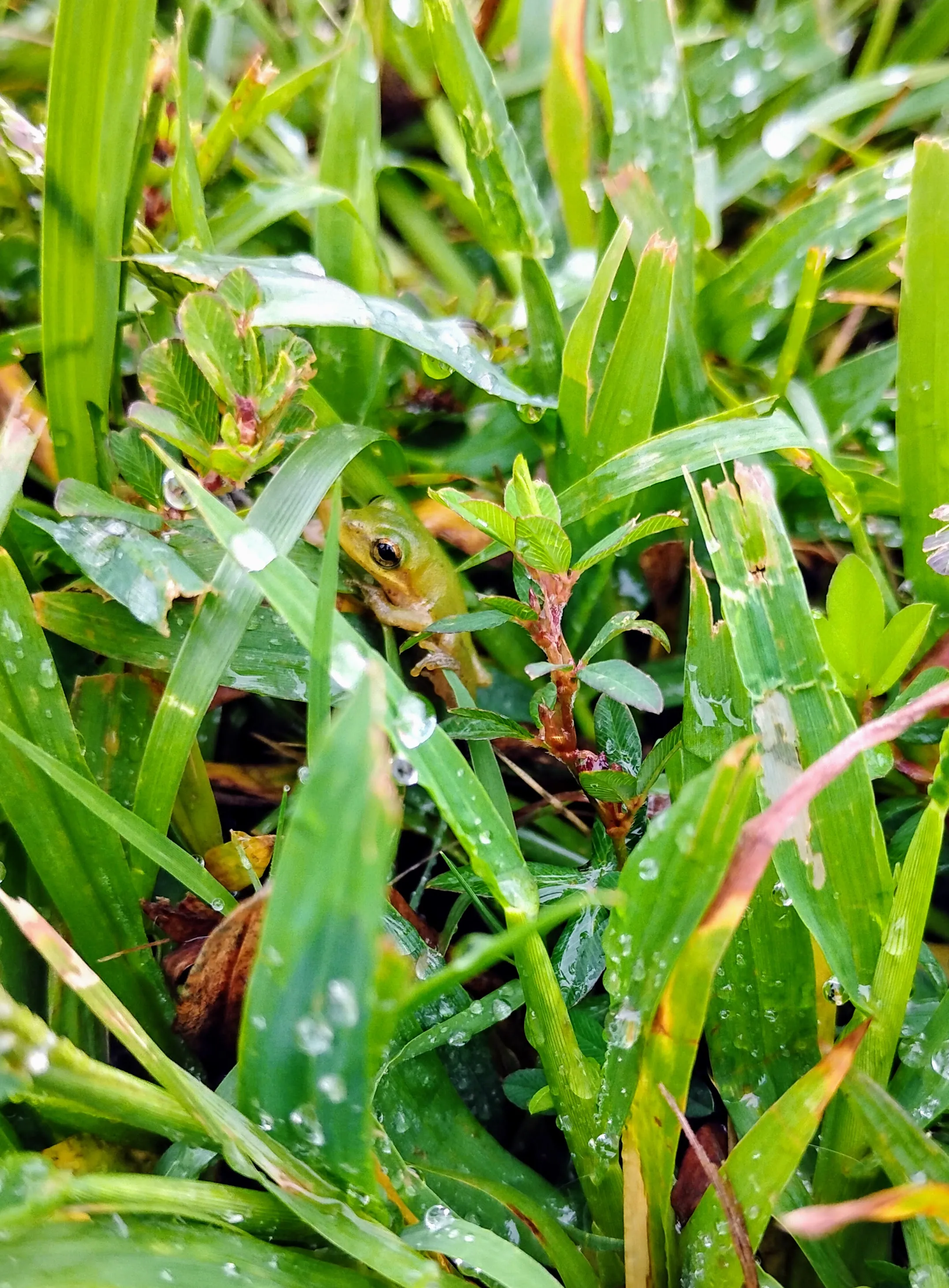 A little green