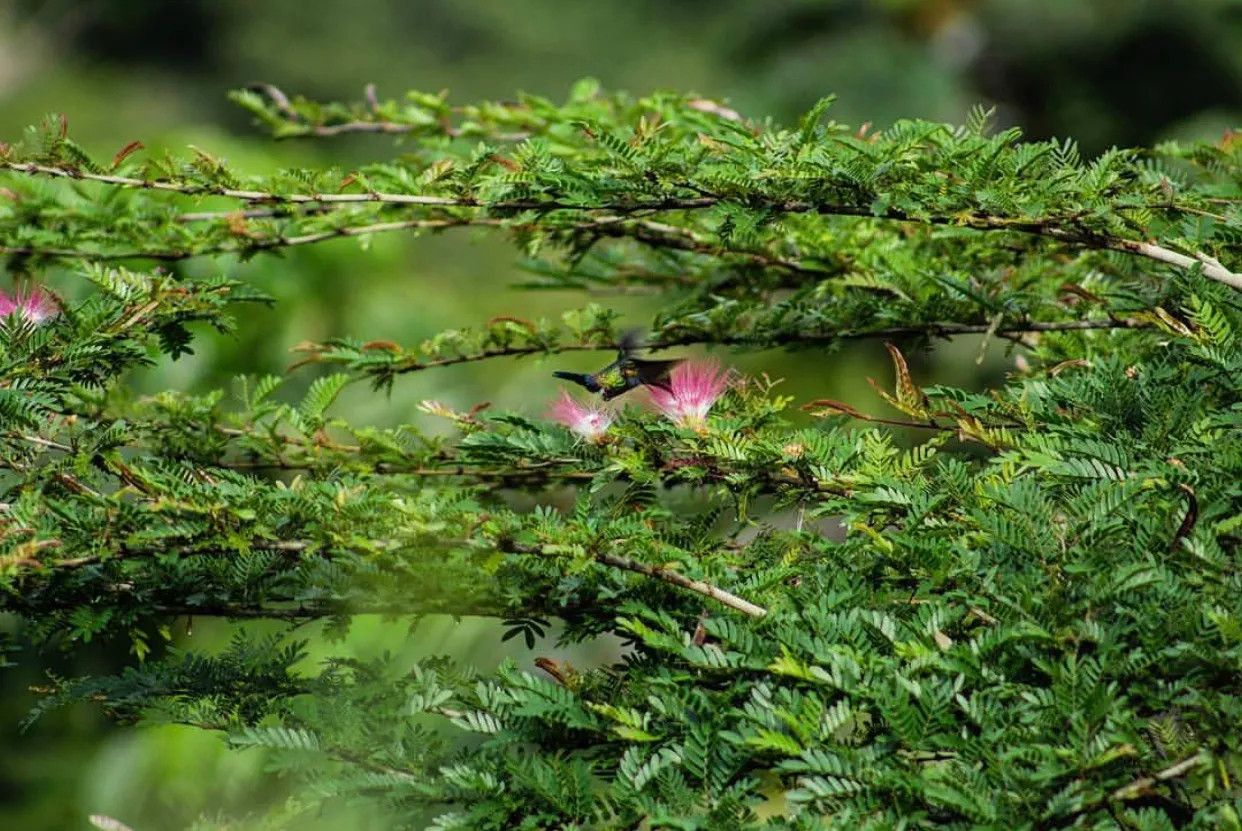 Swift hummingbird
