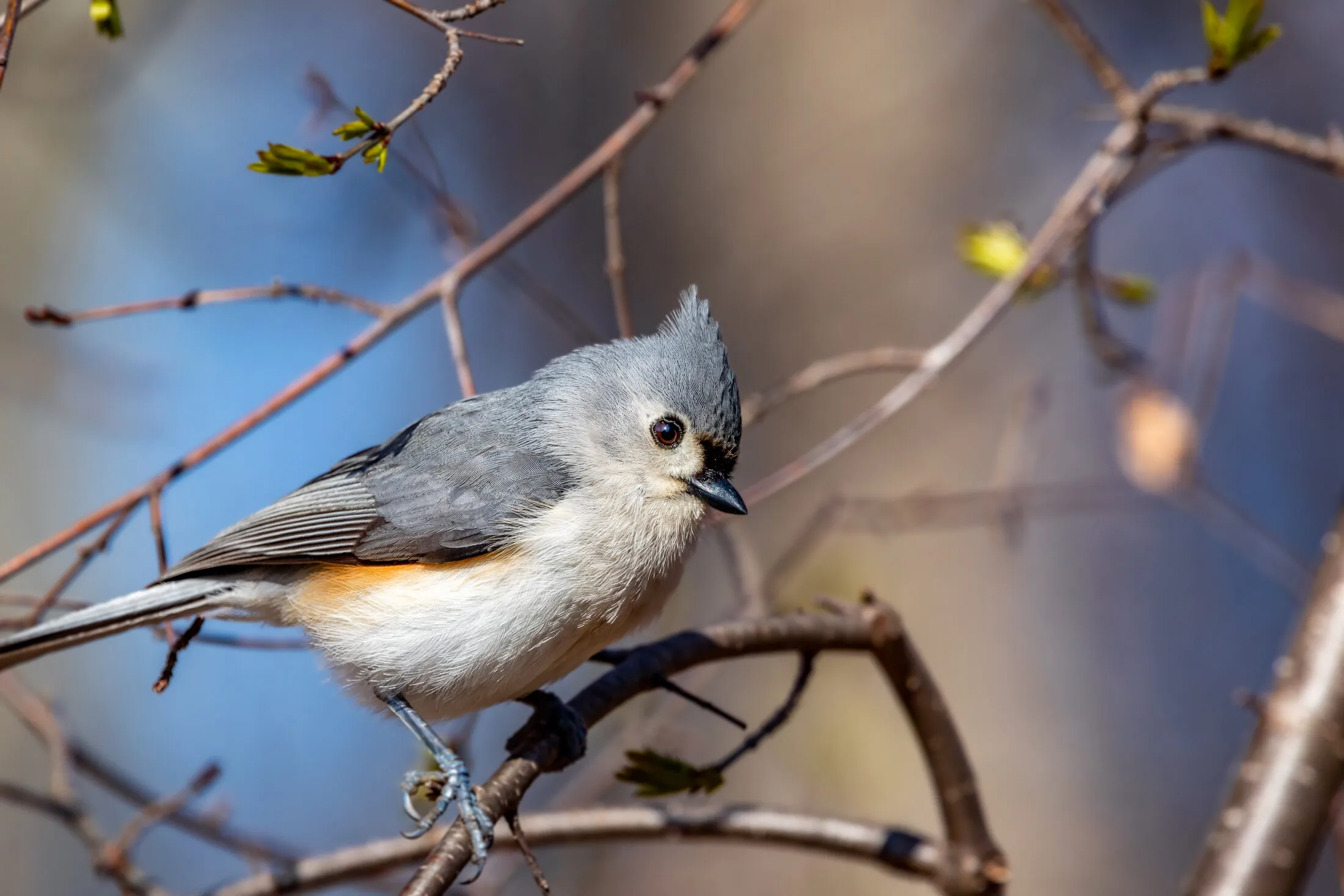 Beautiful Birds