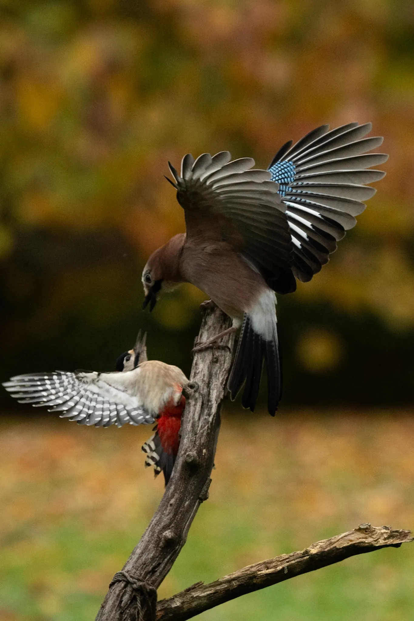 Bird-Fight
