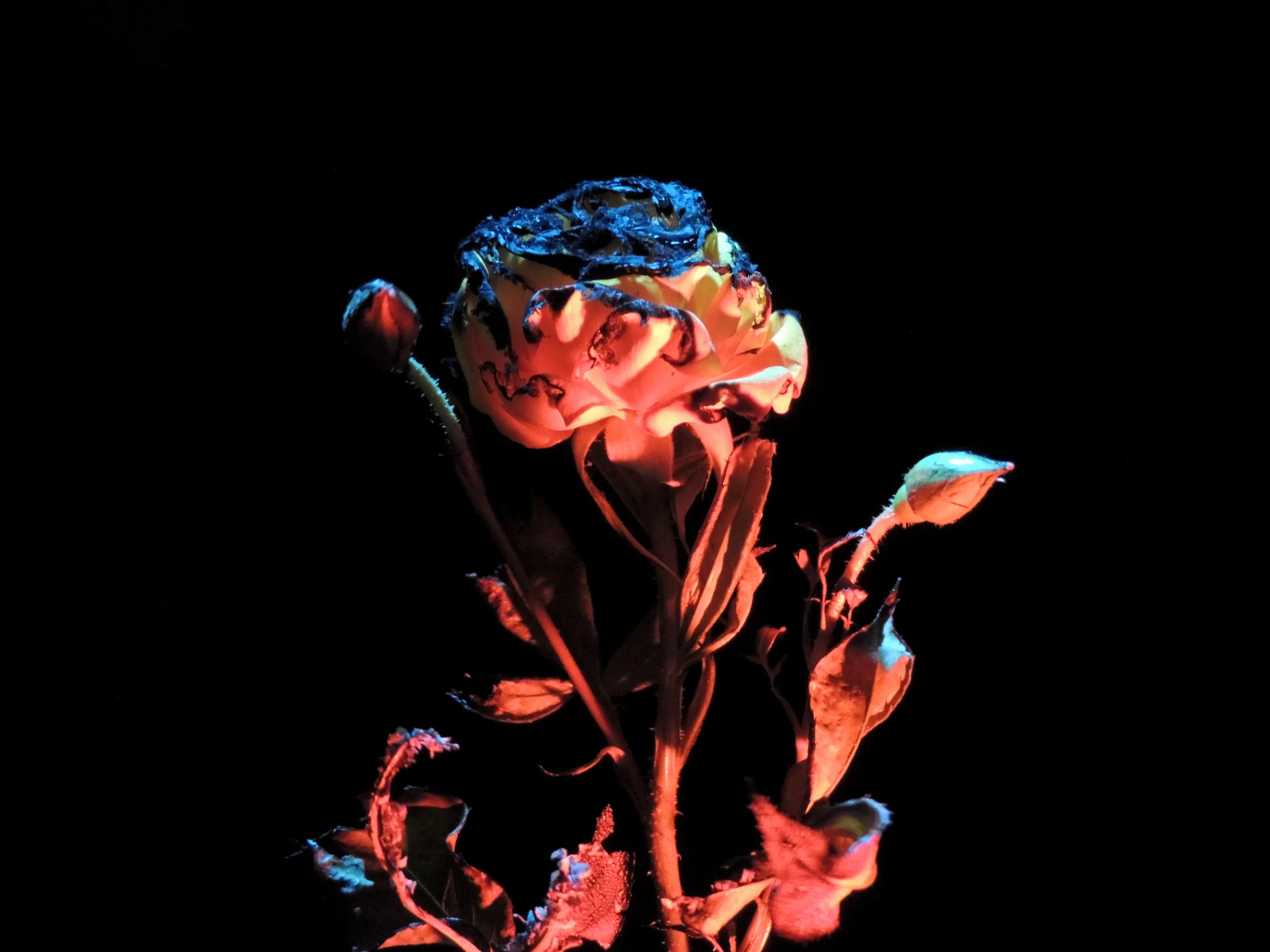 Burning Rose