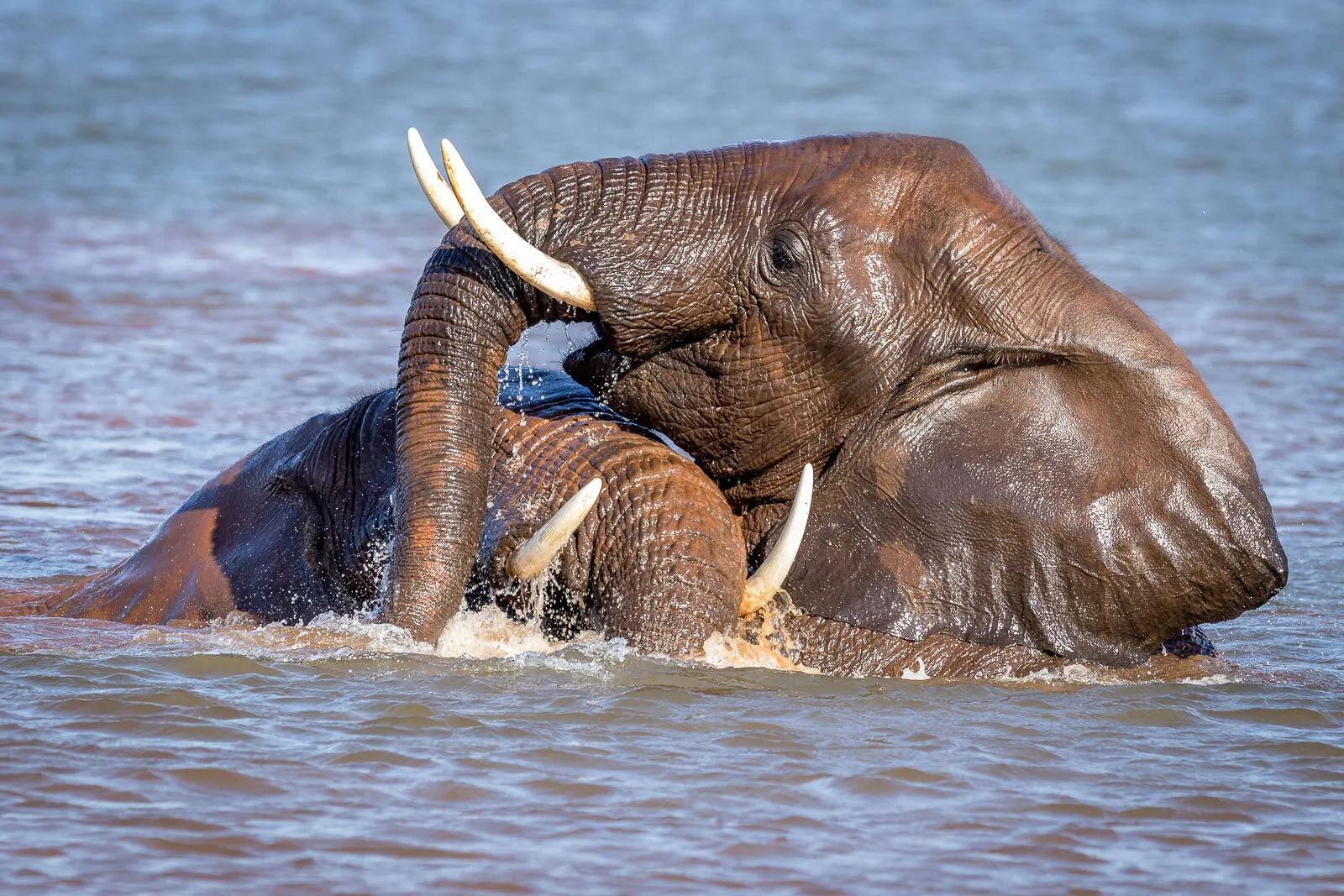 African elephants playing in lake