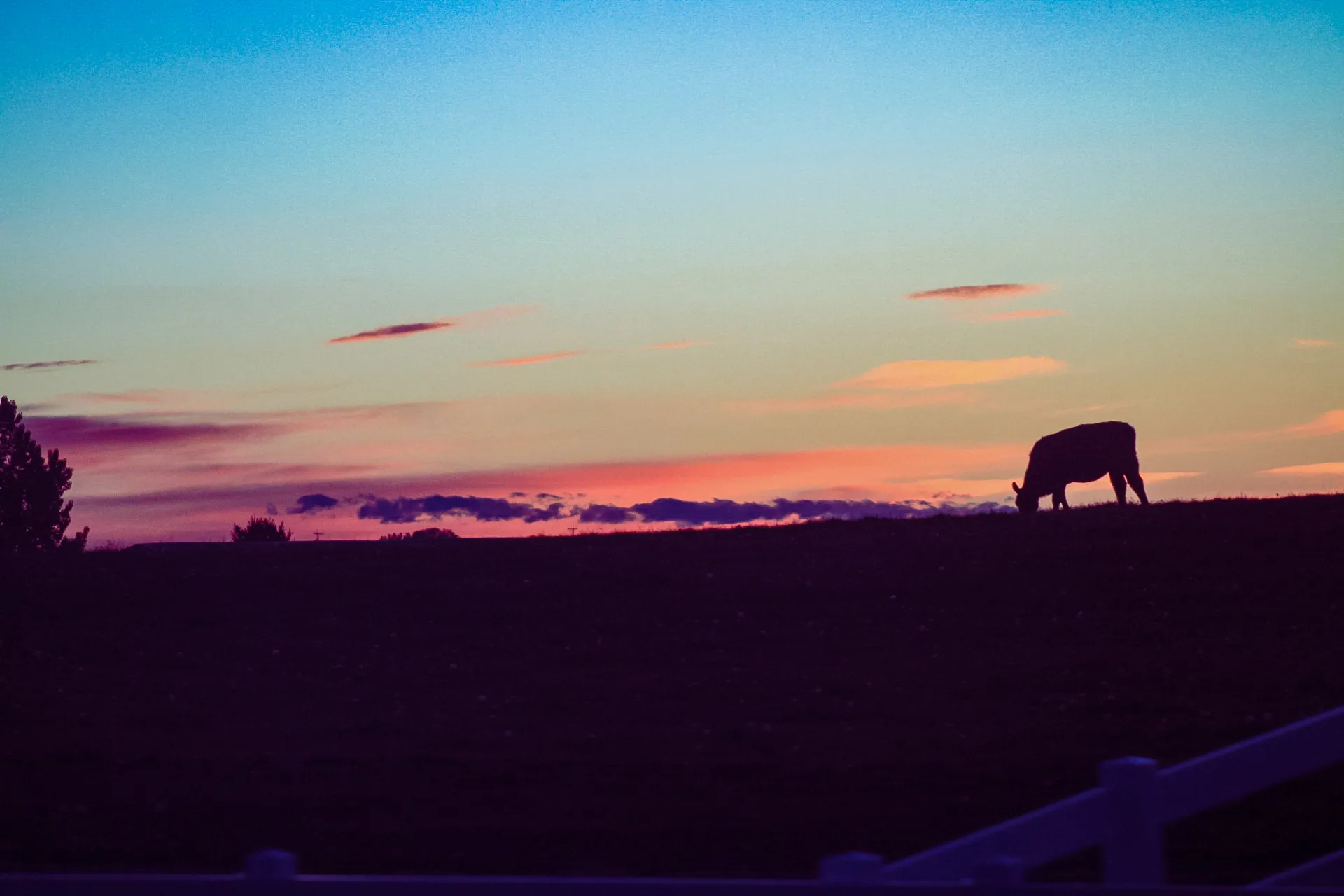 Sunset farms