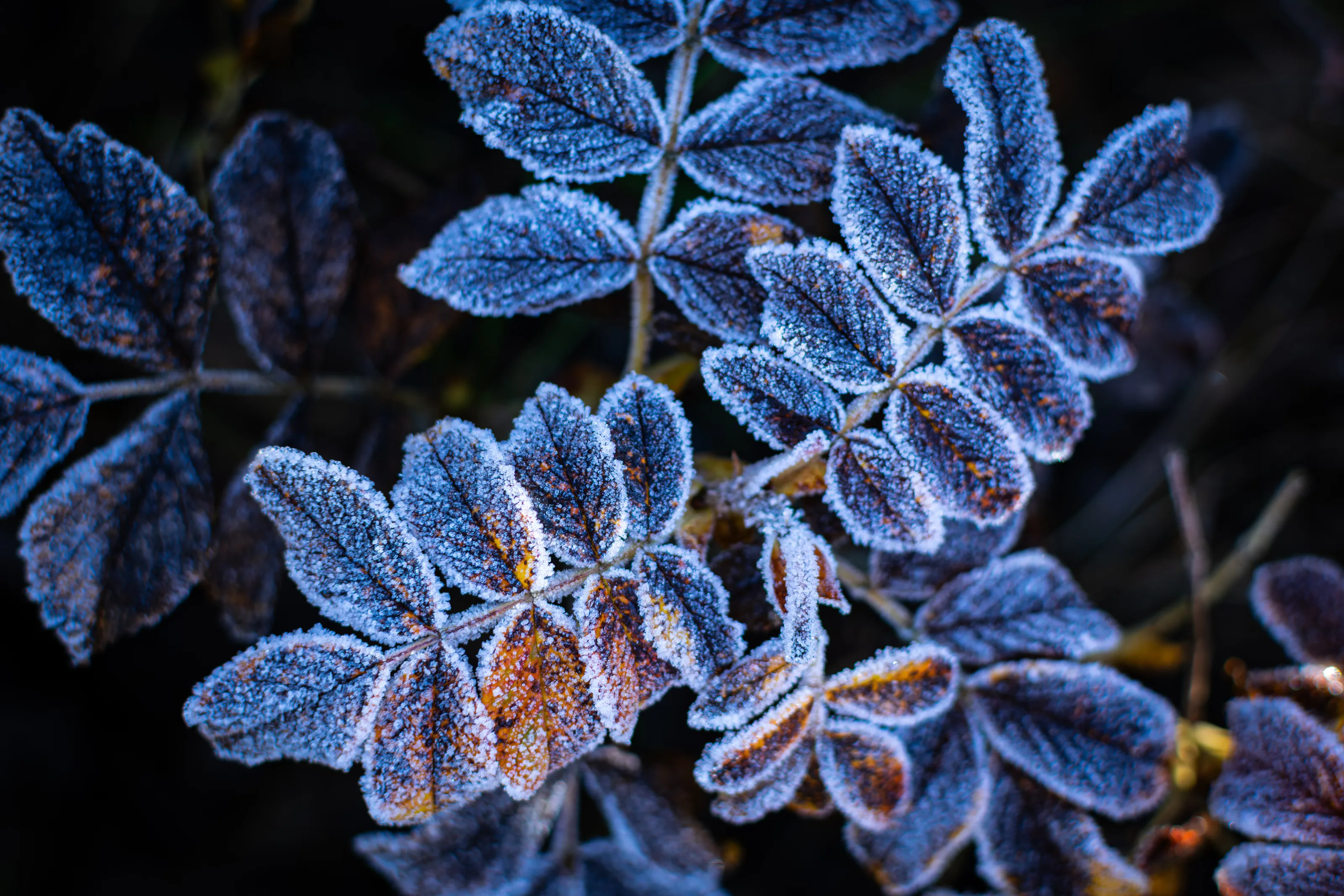 Frostbitten rose leaves