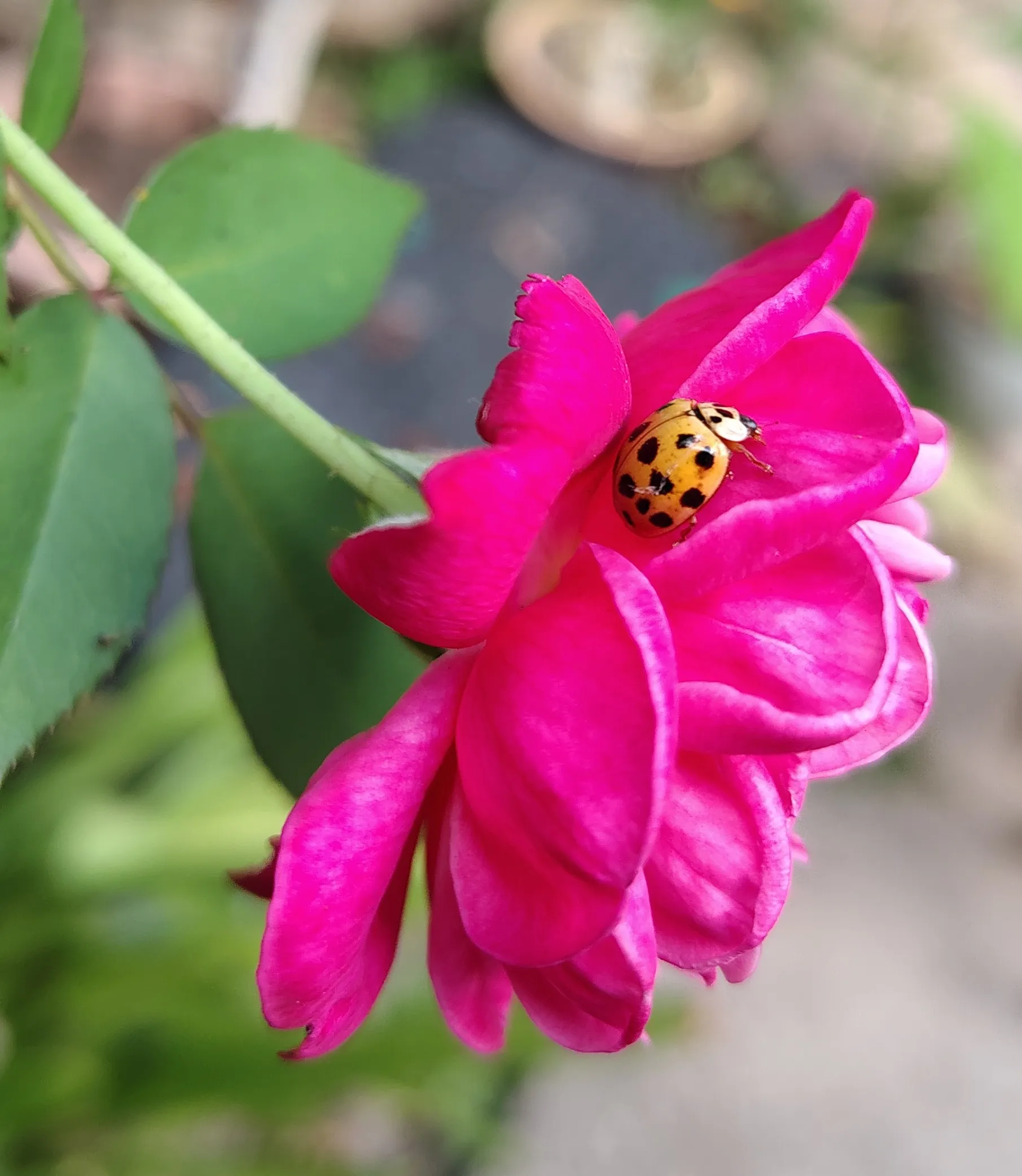 Yellow ladybug