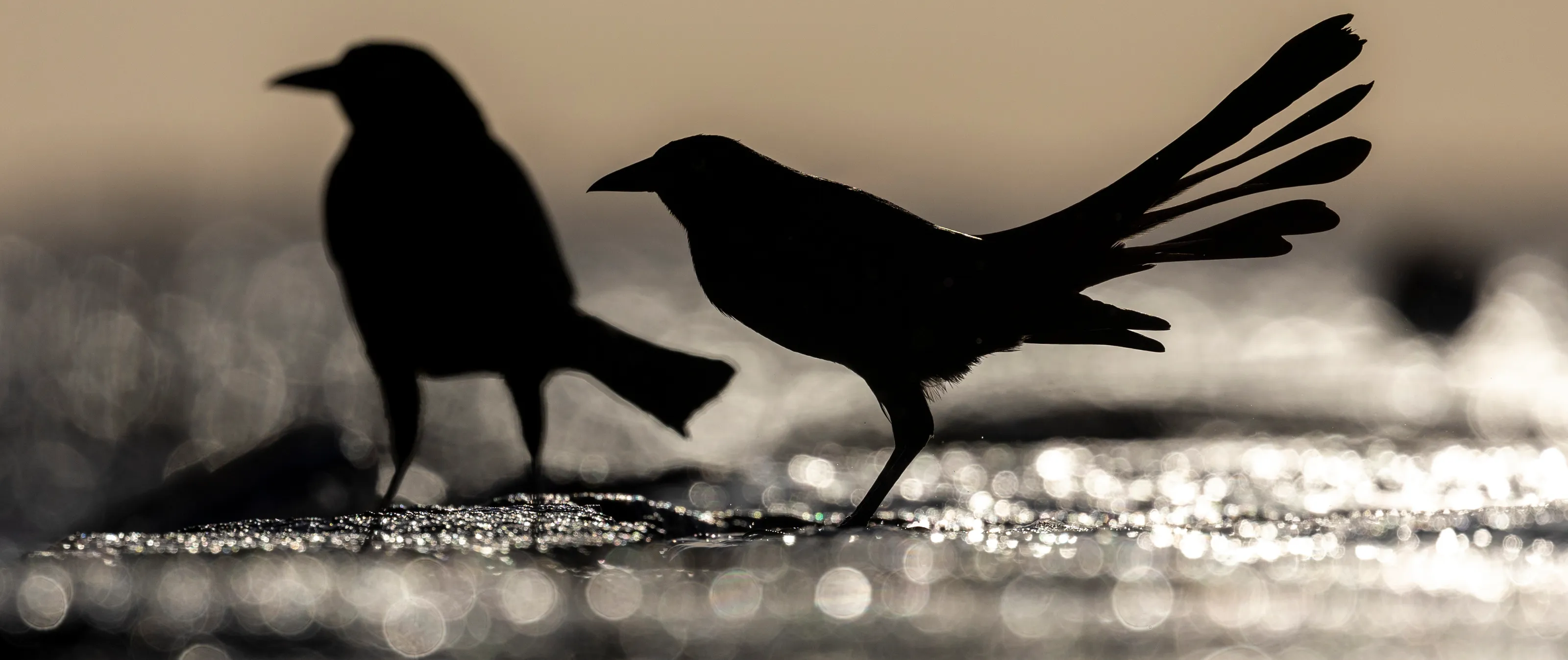 Silhouettes with Bokeh Background