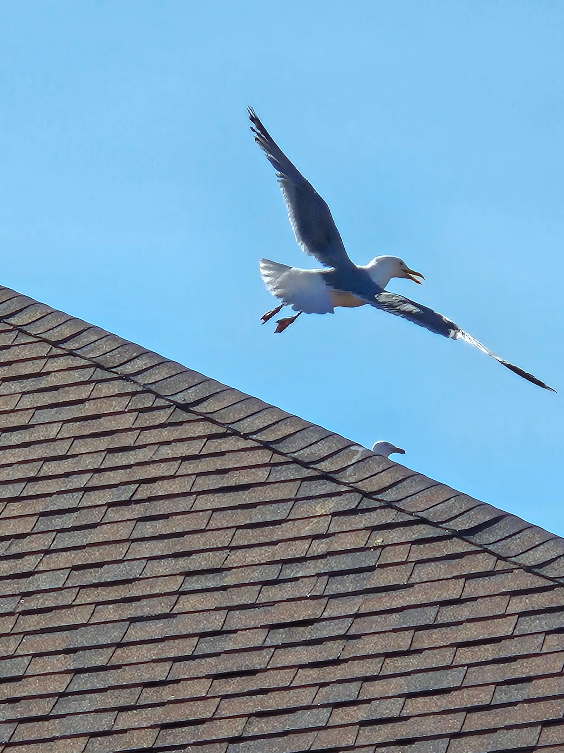 Fly away