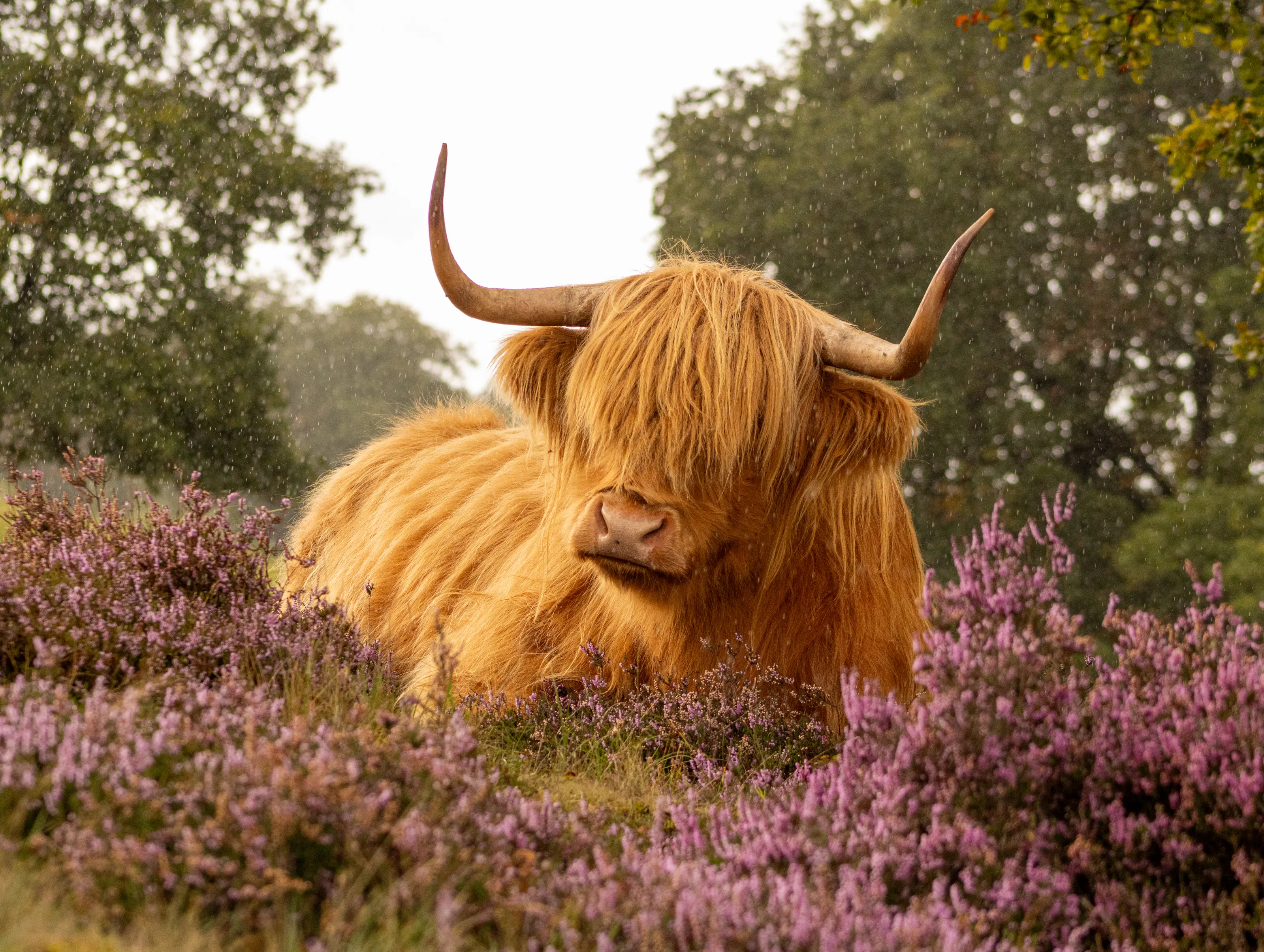 Scottish highlander on western heath in the rain
