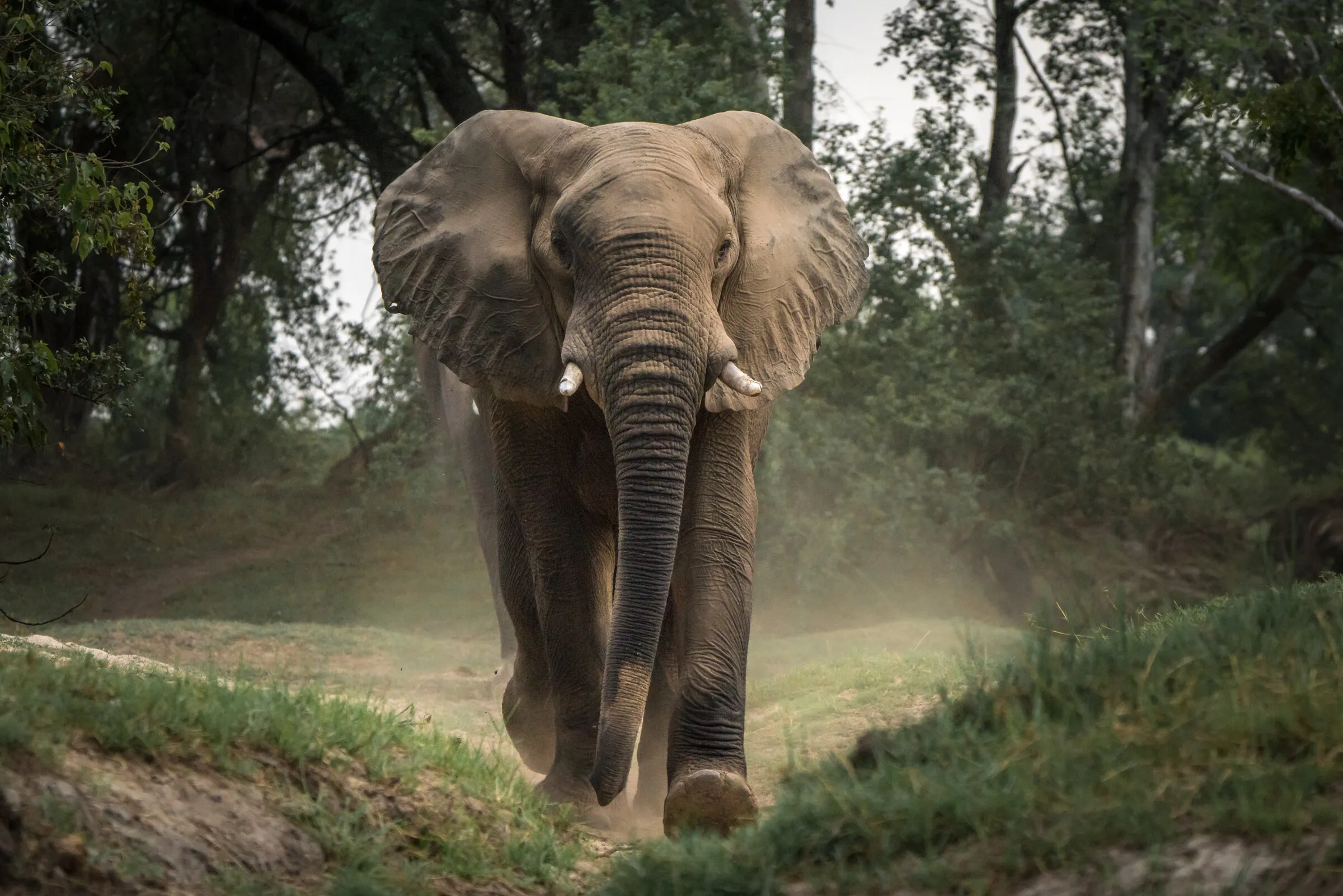 Charging Bull Elephant