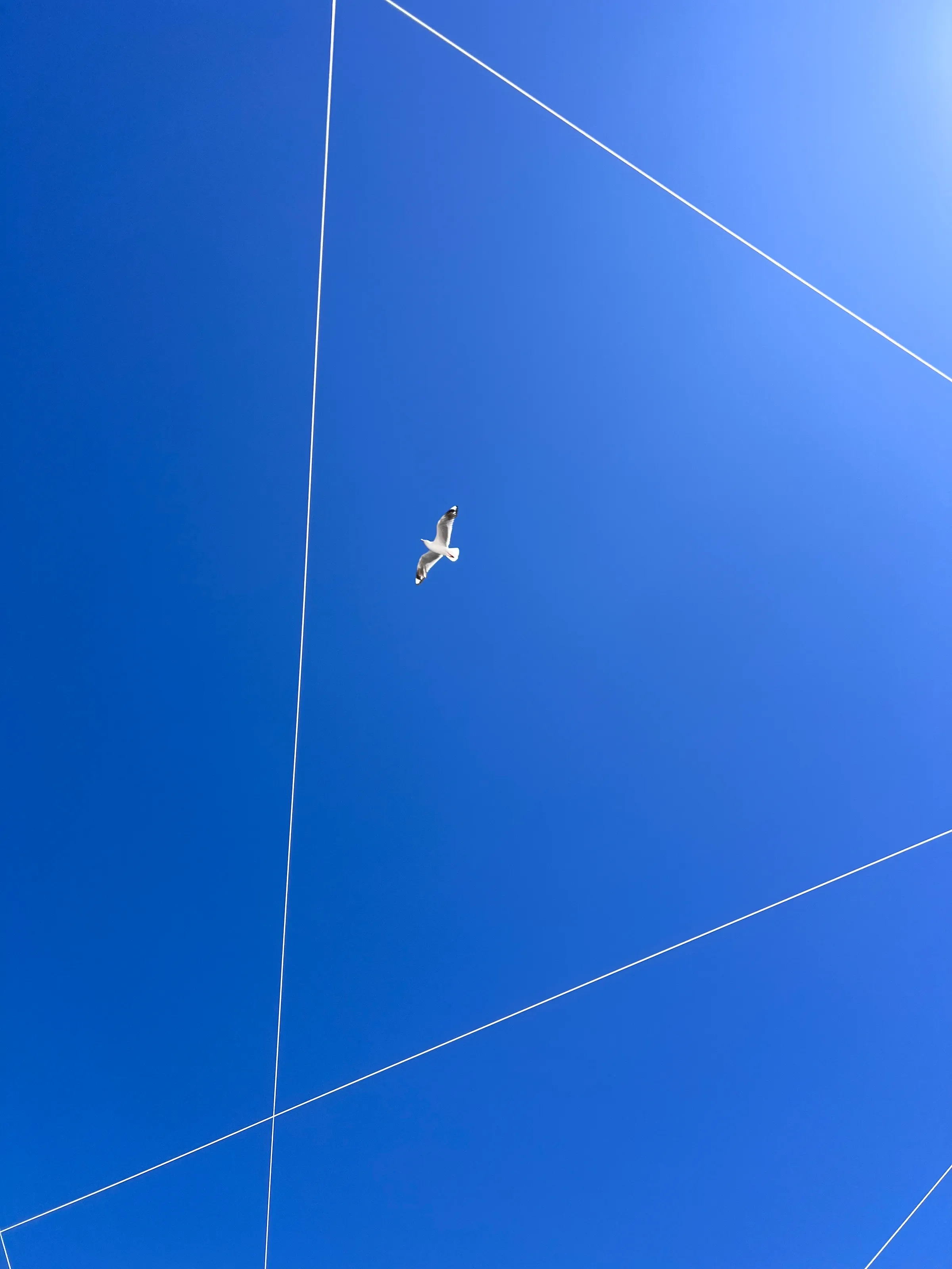 Triangull