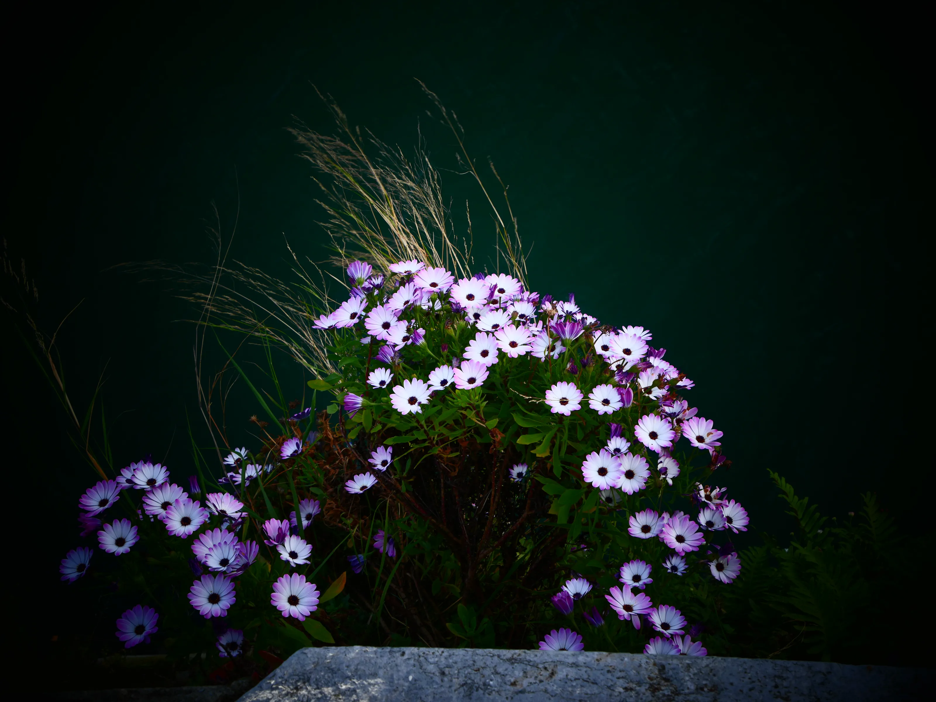 Maritime Flowers