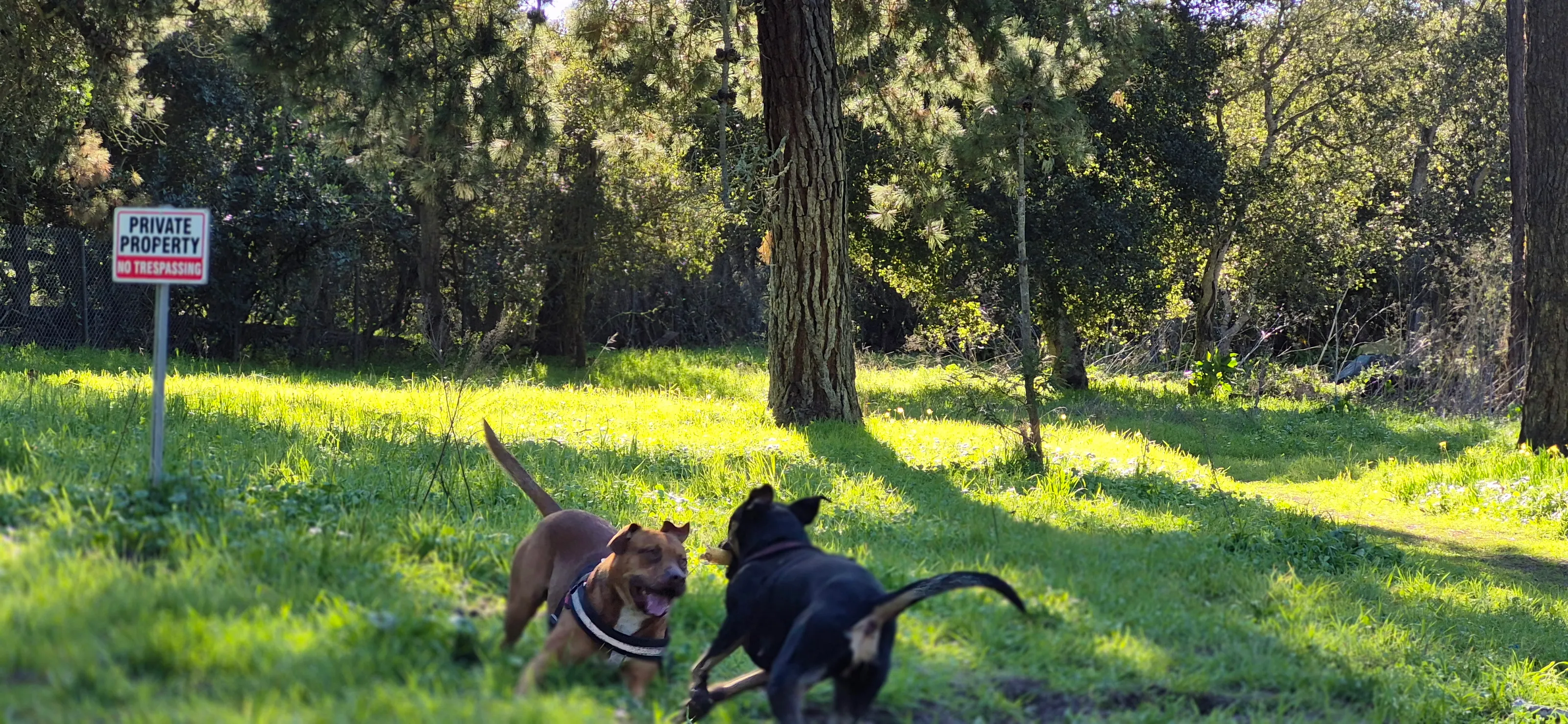 2 dogs having fun