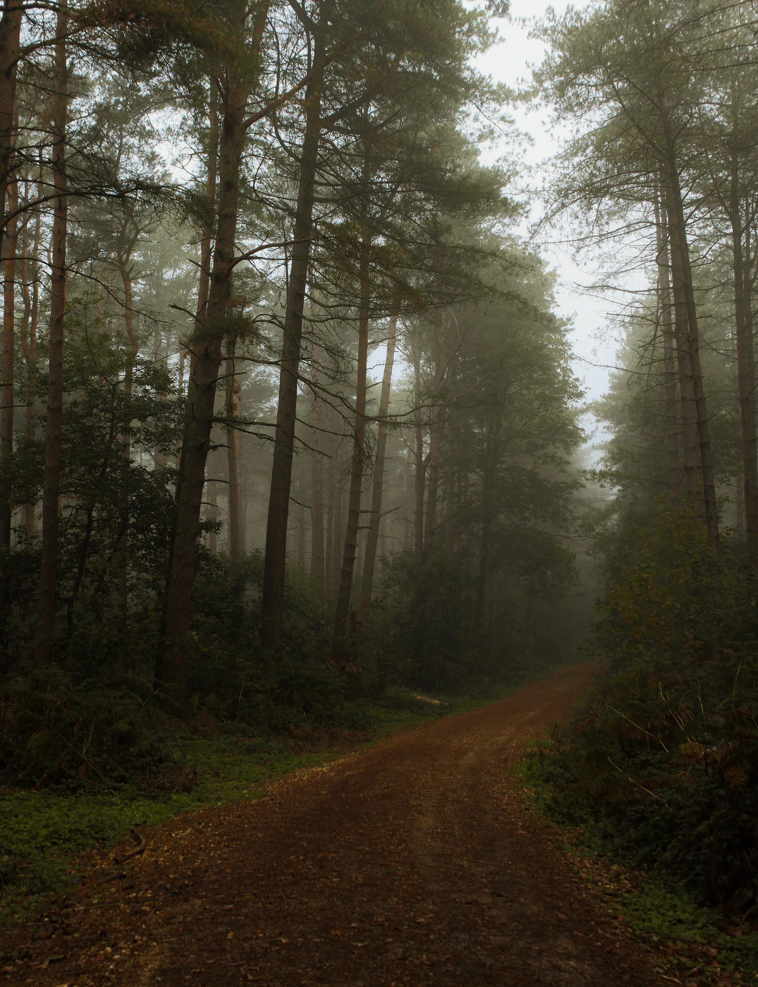Woodland Path