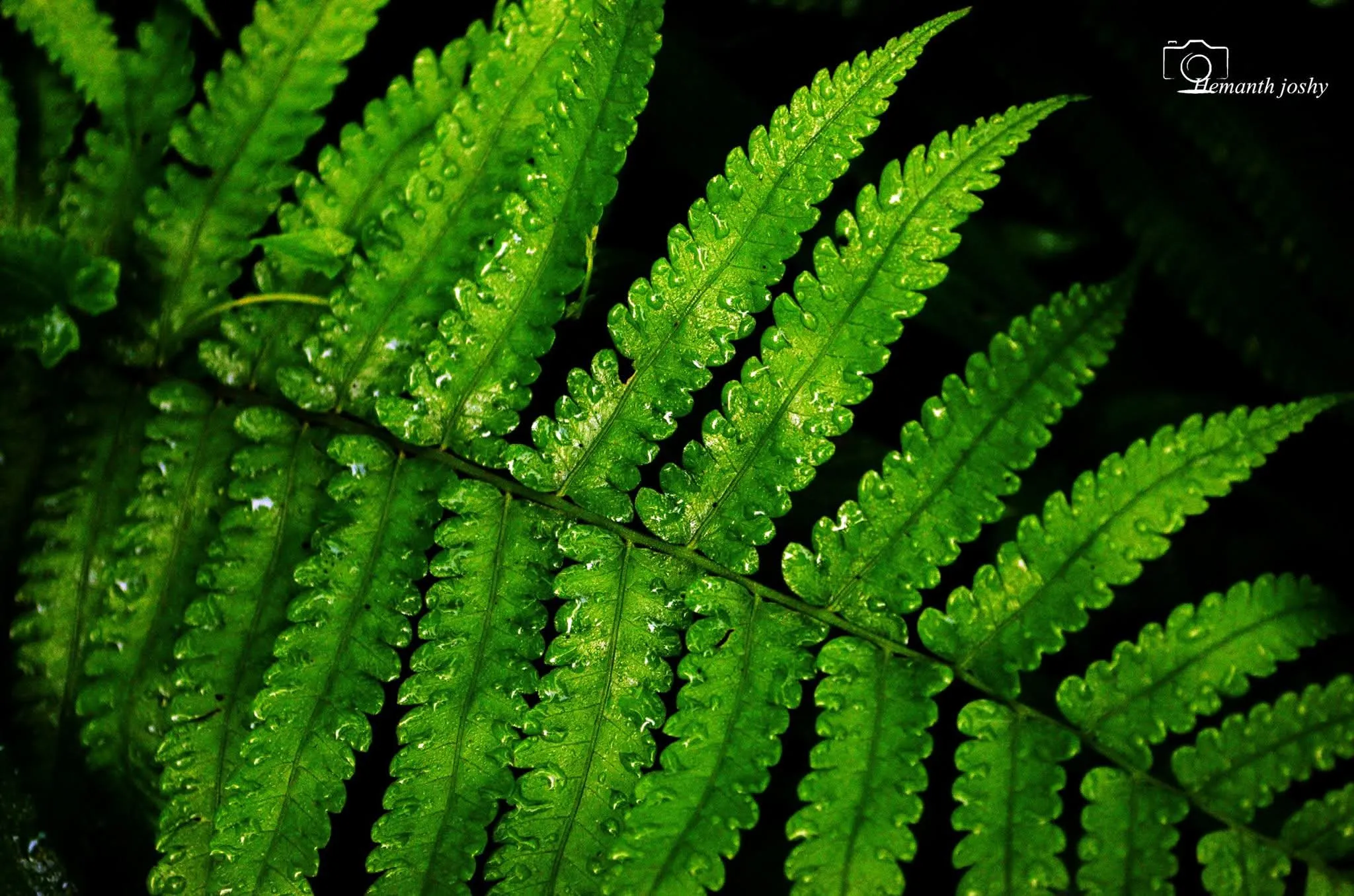 Botanical lacework