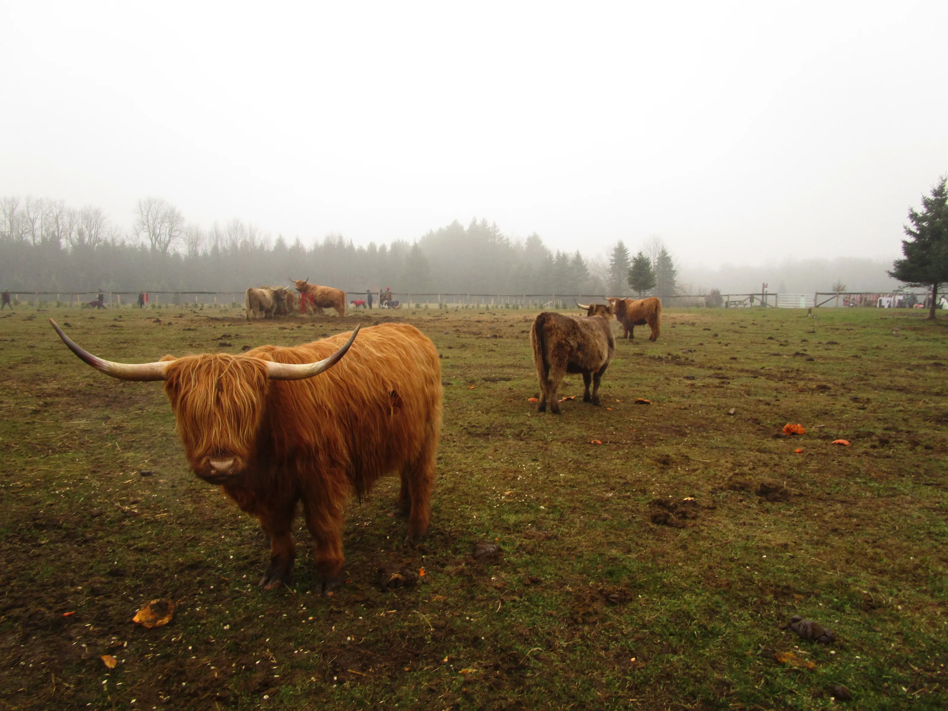 highland cows on a foggy morning
