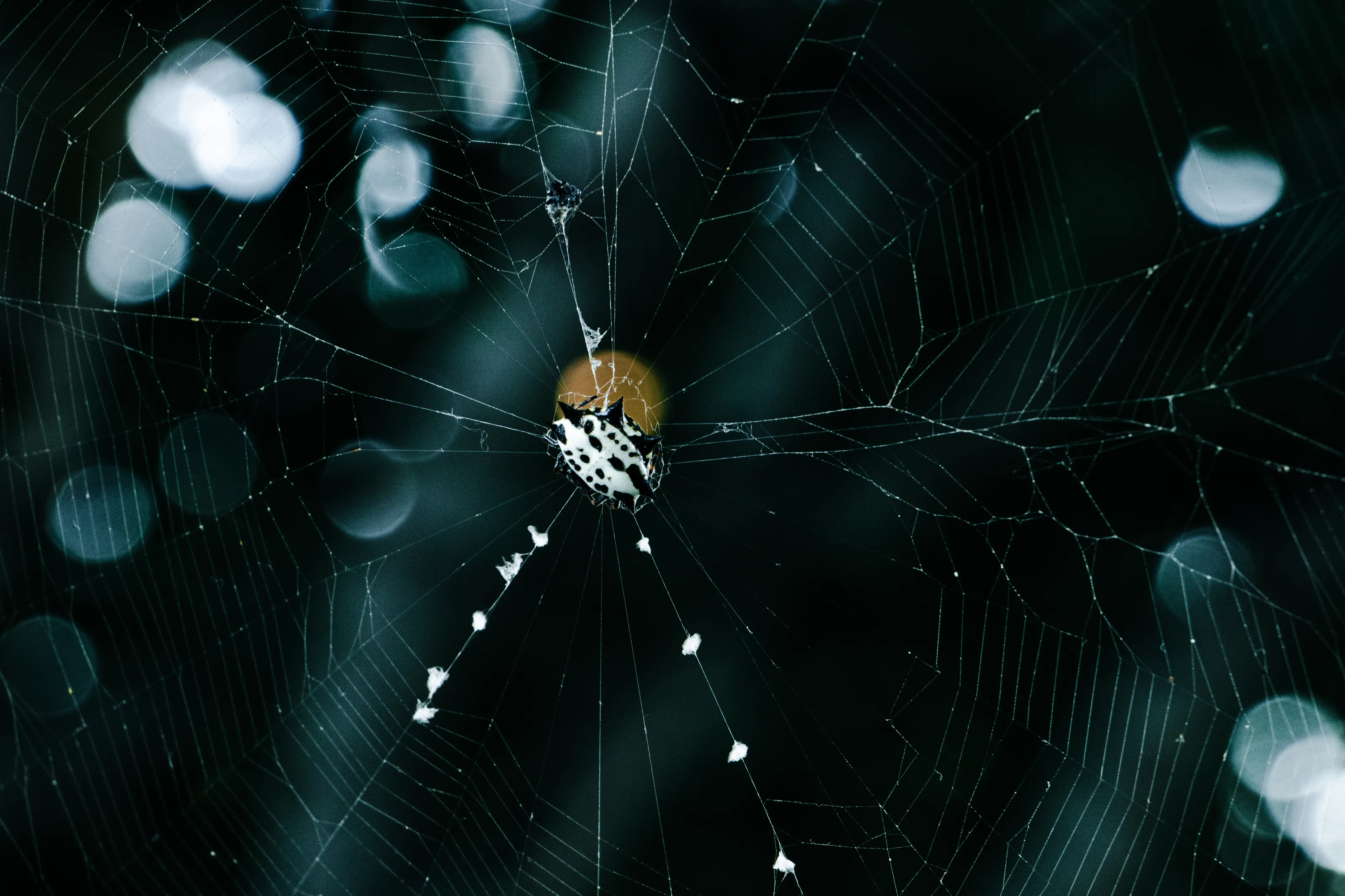 Itsy Bitsy Spider
