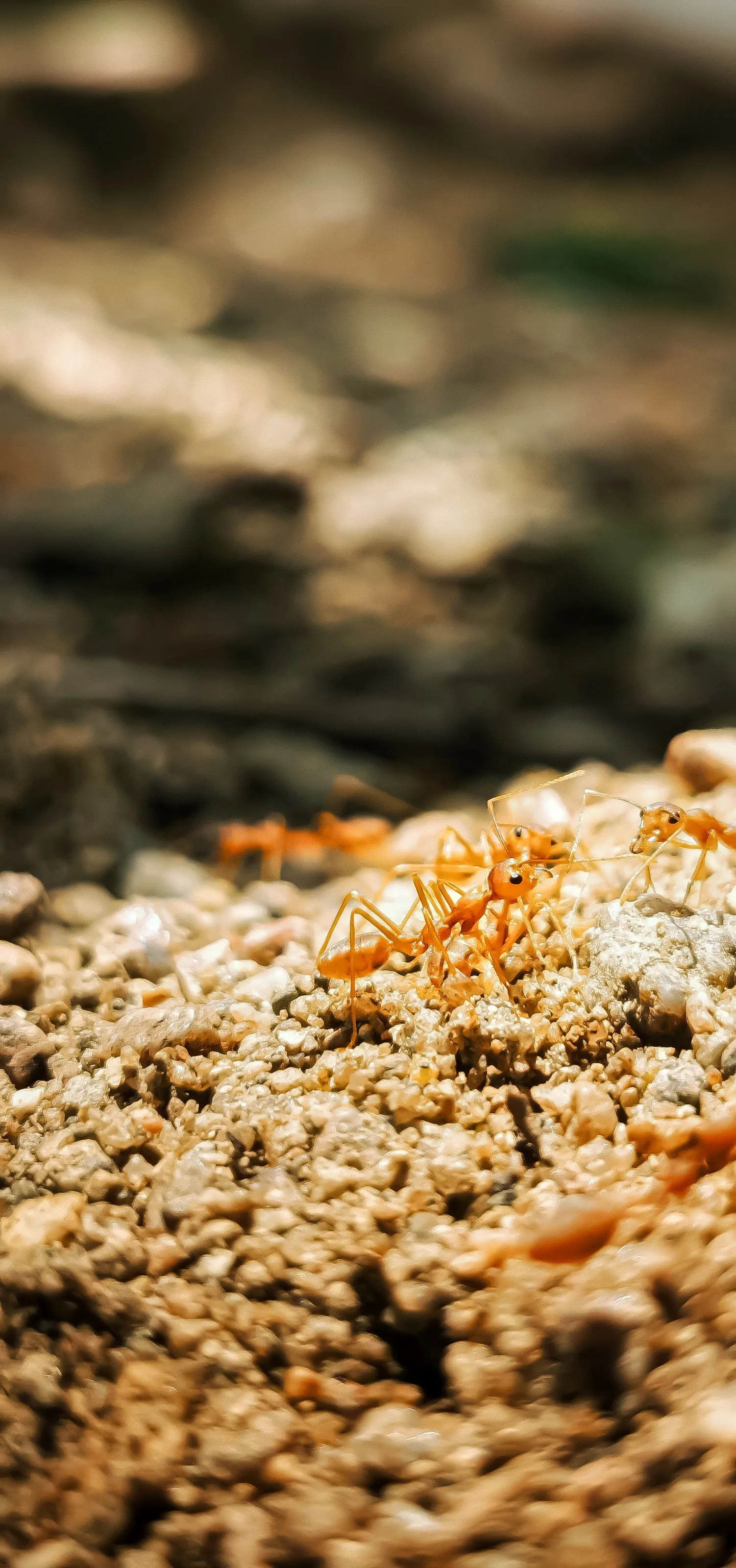 Macro photography