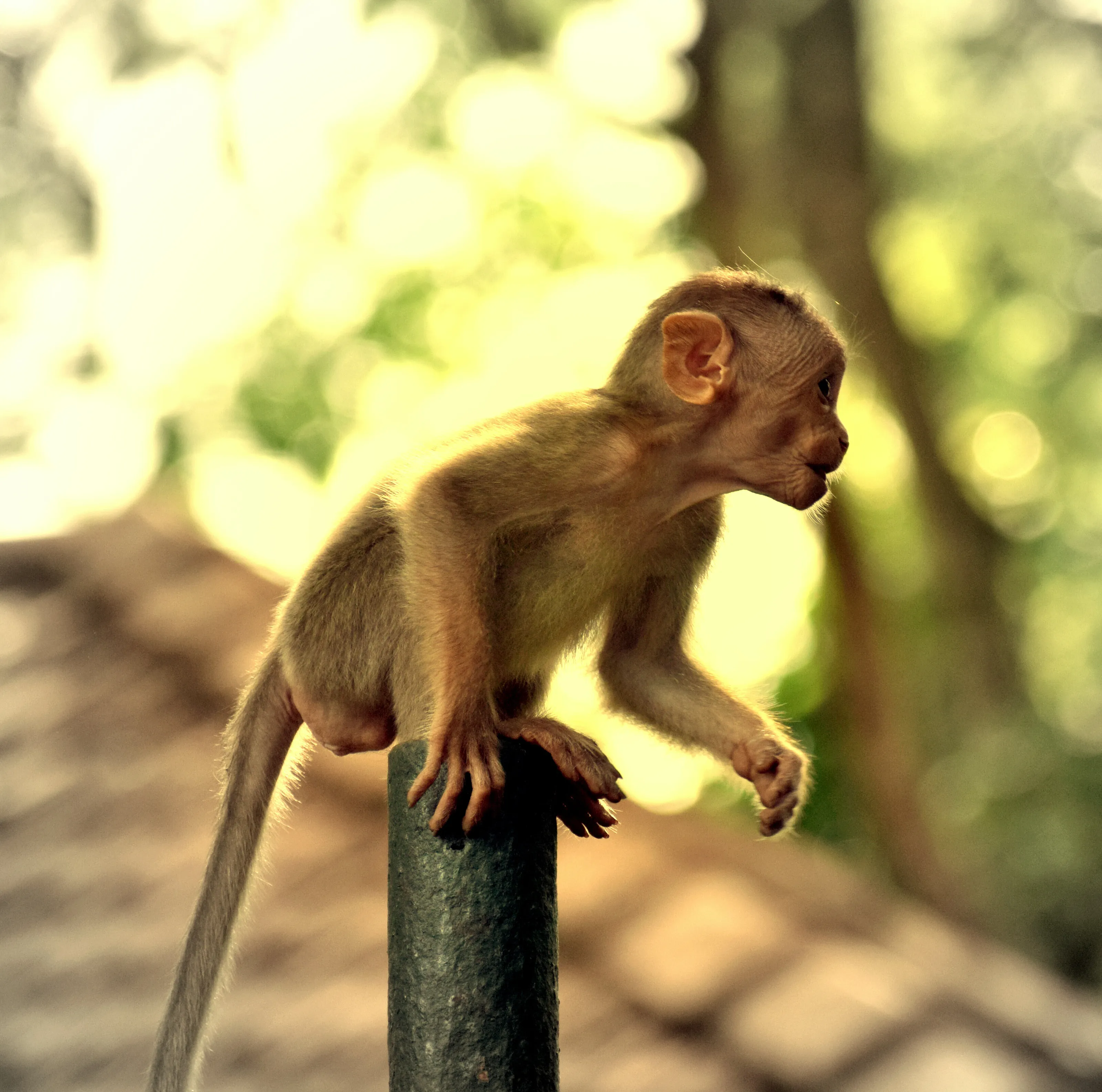 Monkey Ready to Jump