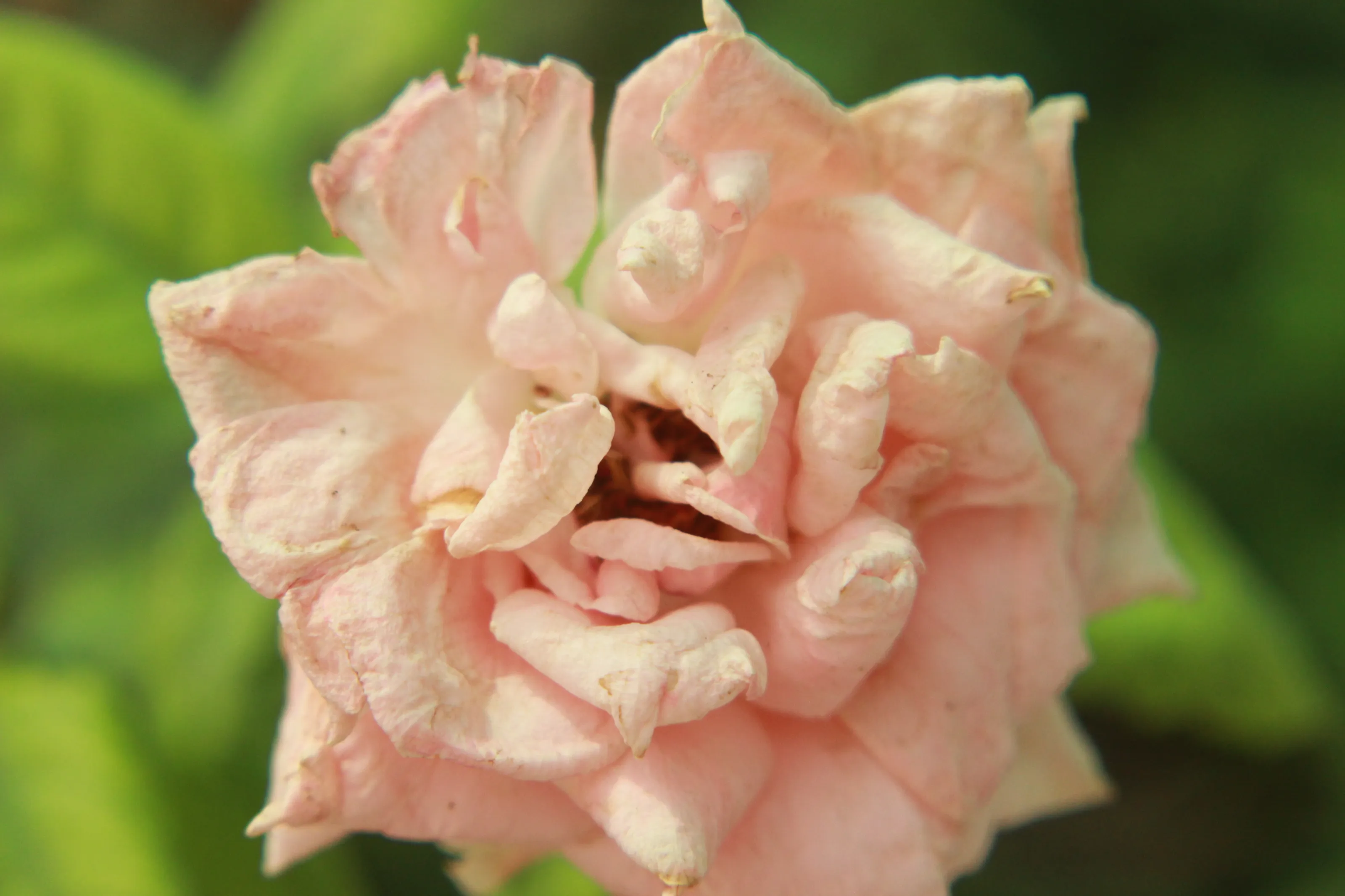 A Single Macro Pink Flower