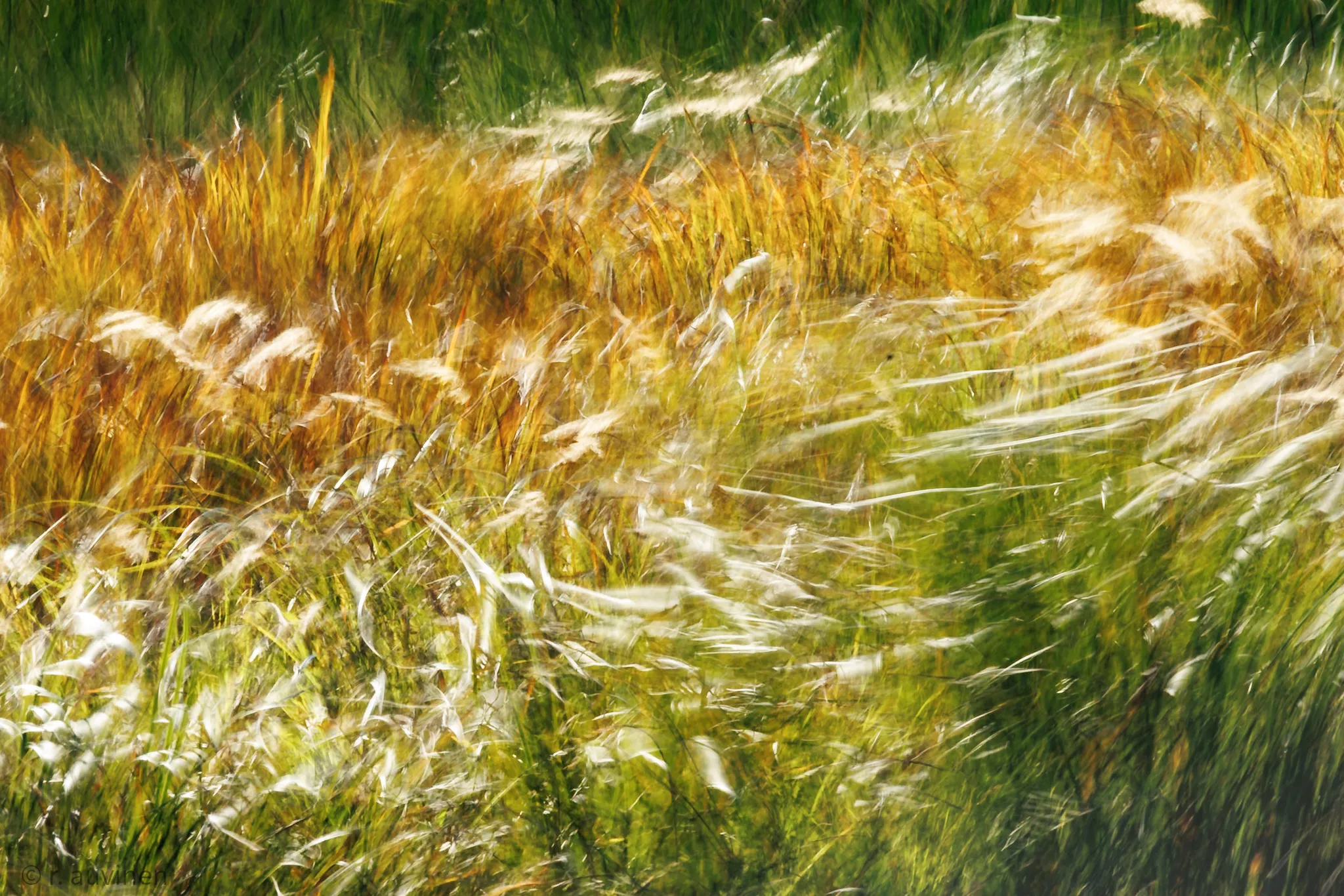 Windy afternoon