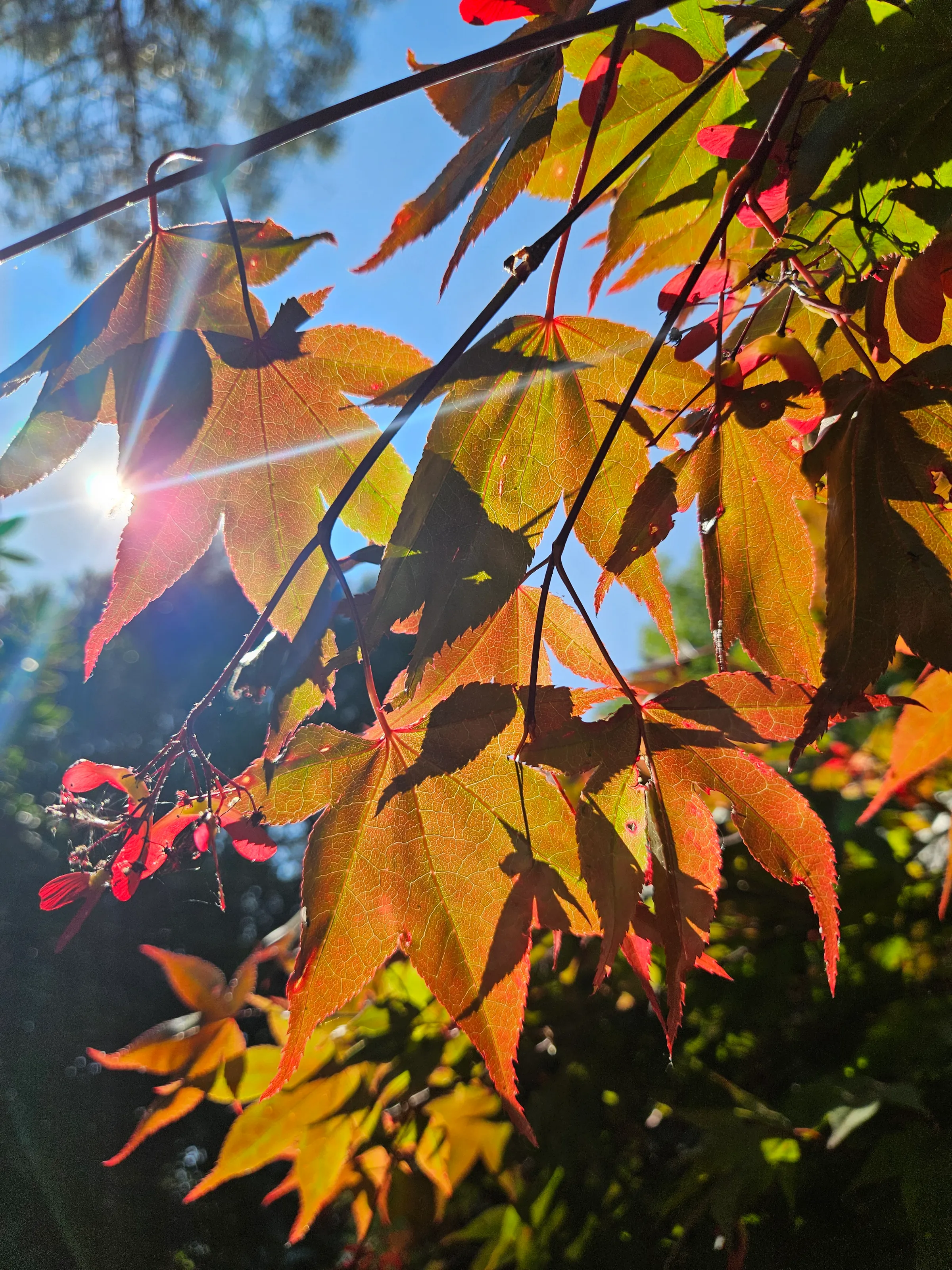 The Sun Through Trees