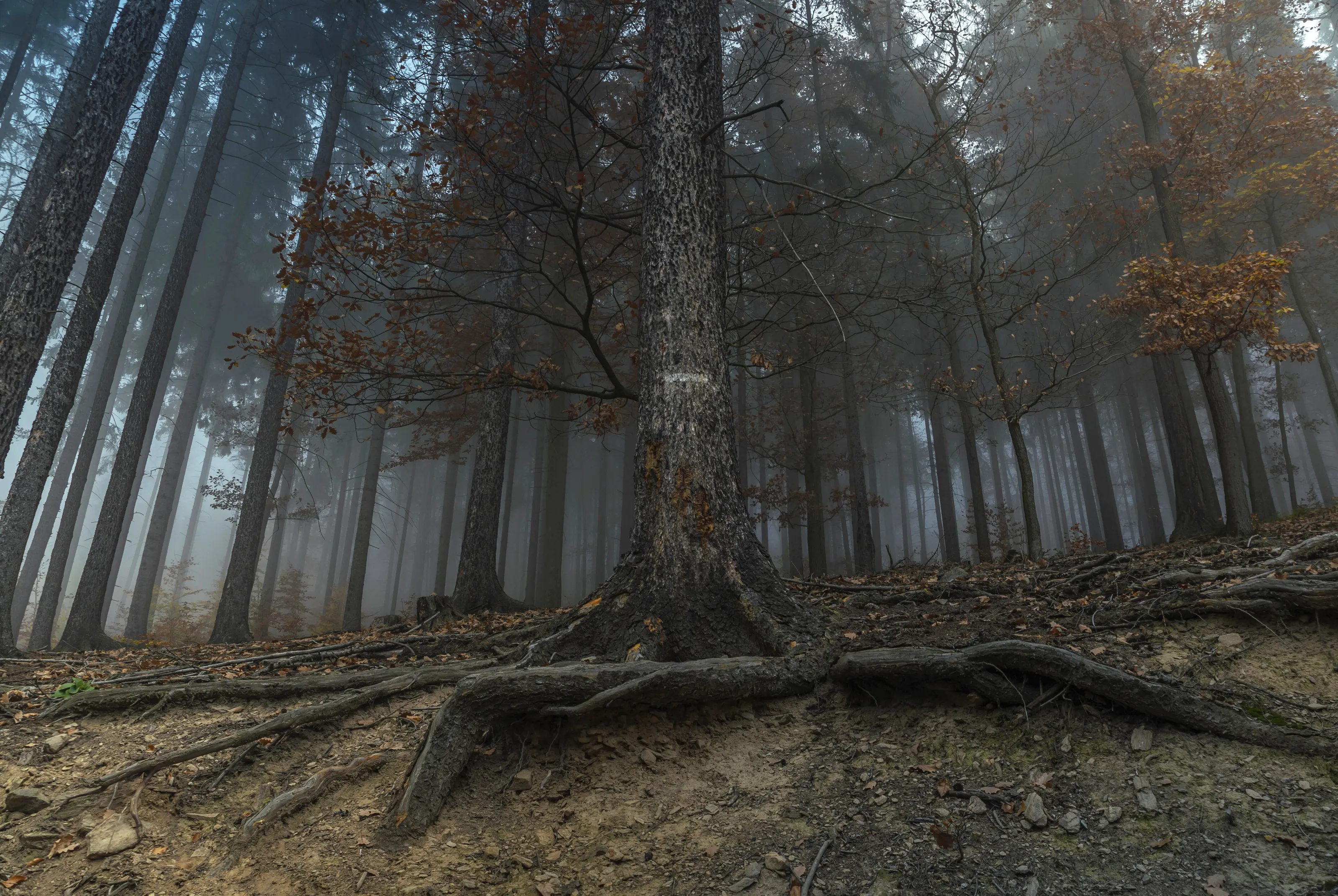 Forest Guardian