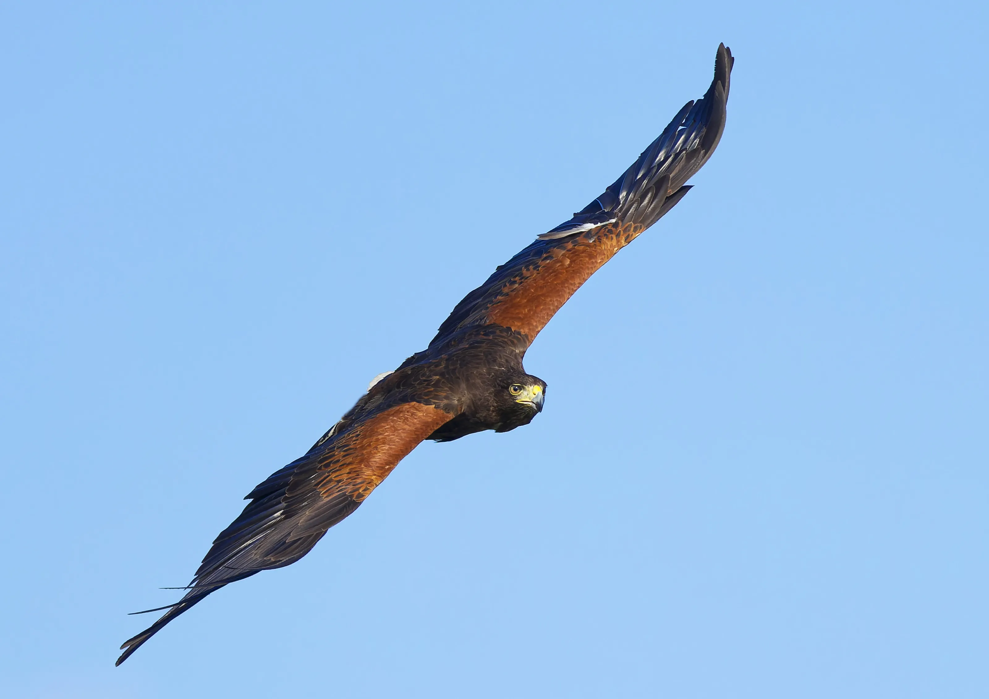 Harris Hawk