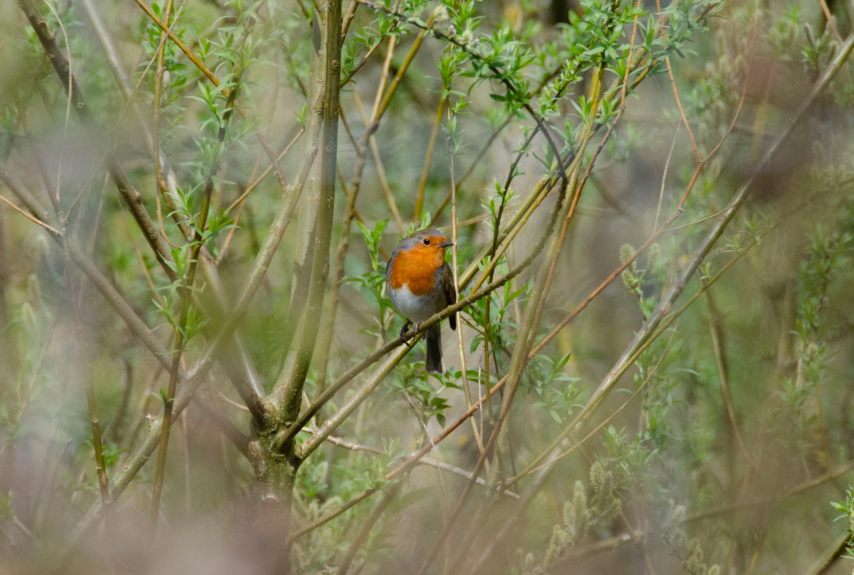red robin