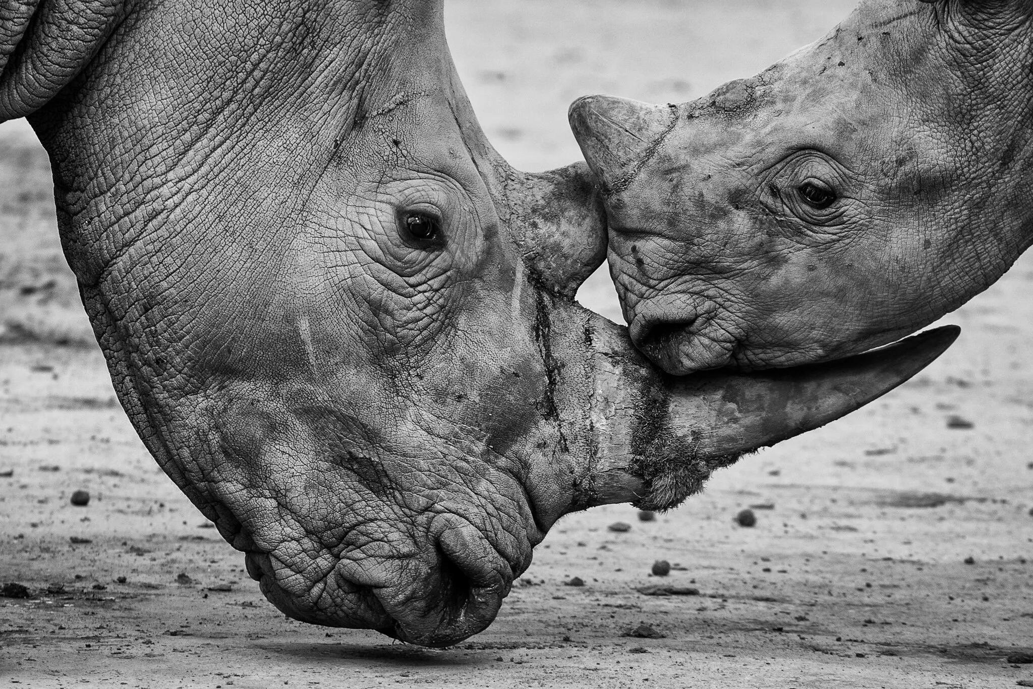 Mother & Calf