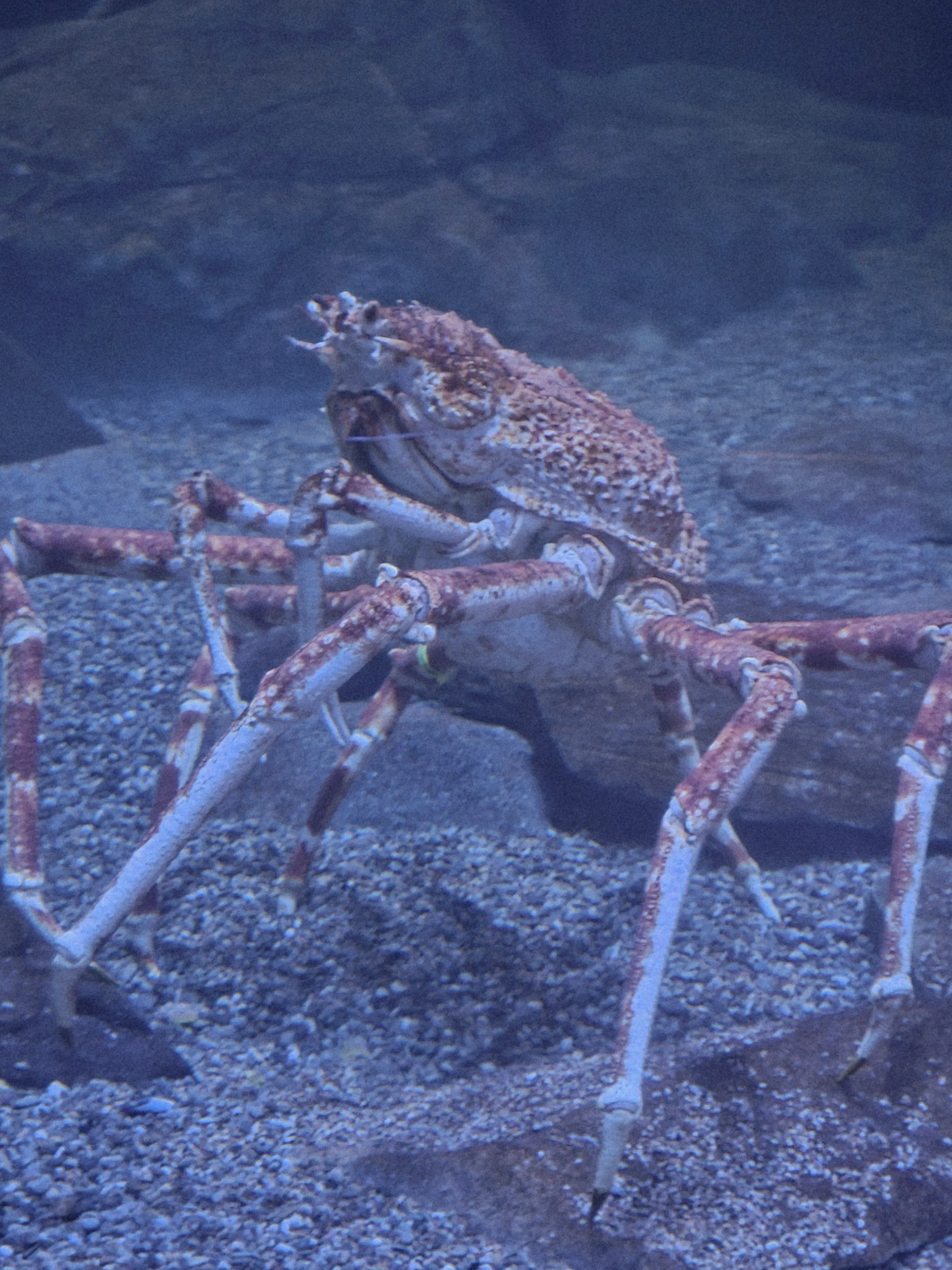Creepy or Scary Sea Creatures