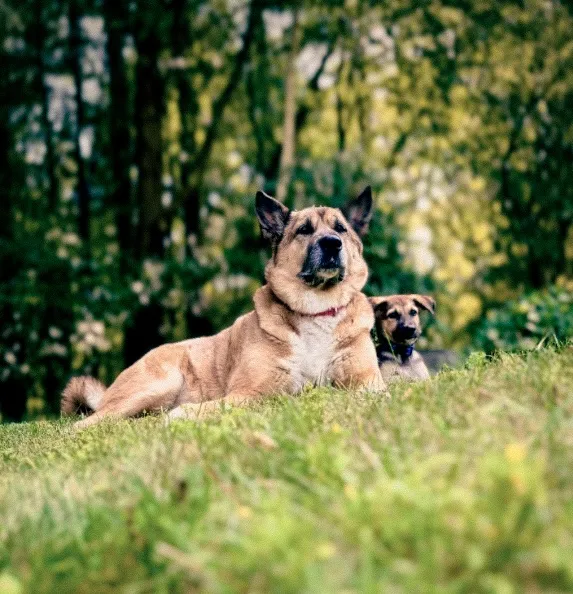 Dogs Outdoors